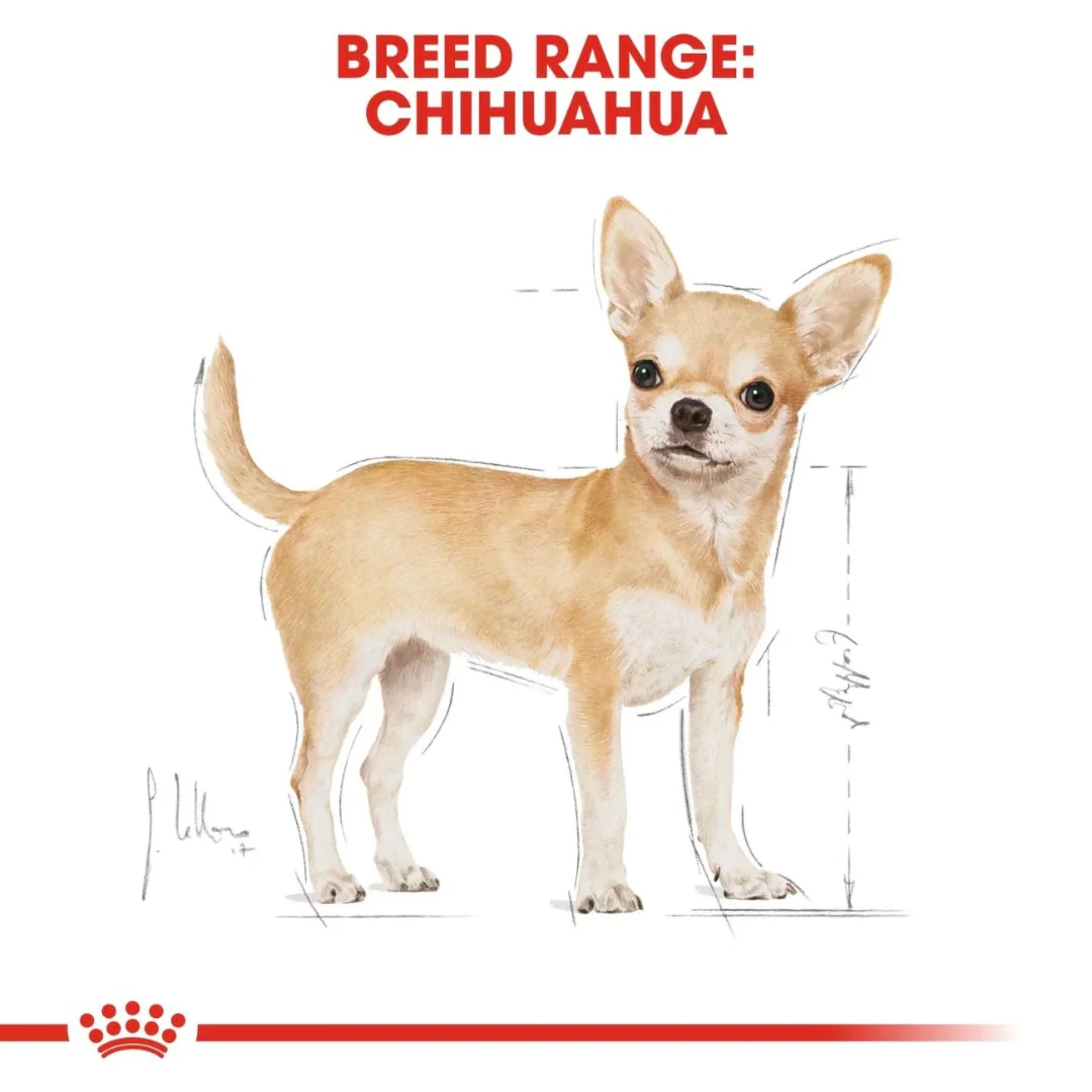 Royal Canin Breed Health Nutrition Chihuahua Adult Dry Food - 1.5kg - Image 3