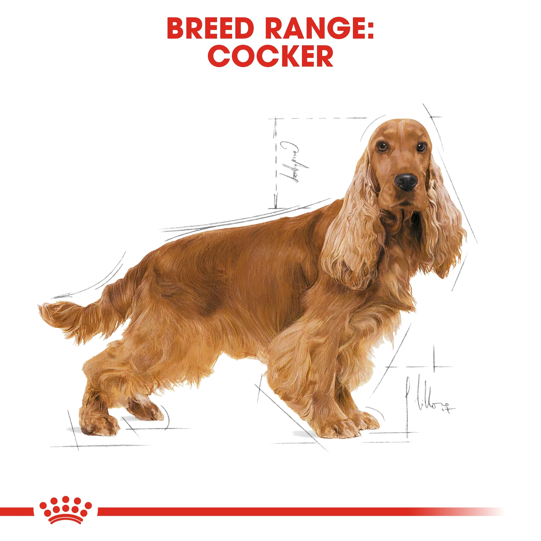 Royal Canin Breed Health Nutrition Cocker Adult Dry Food - 3kg - Image 4