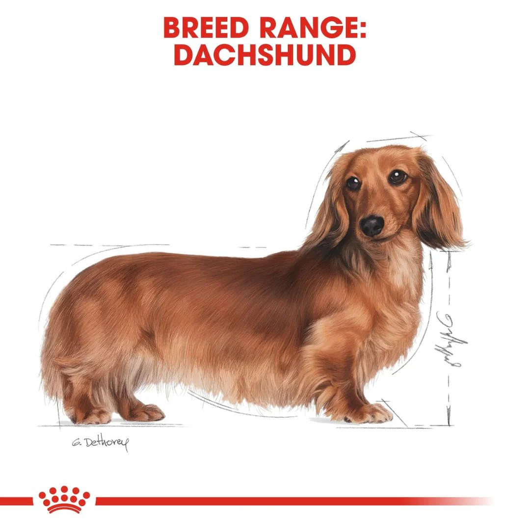 Royal Canin Breed Health Nutrition Dachshund Adult Dry Food - 1.5kg - Image 3