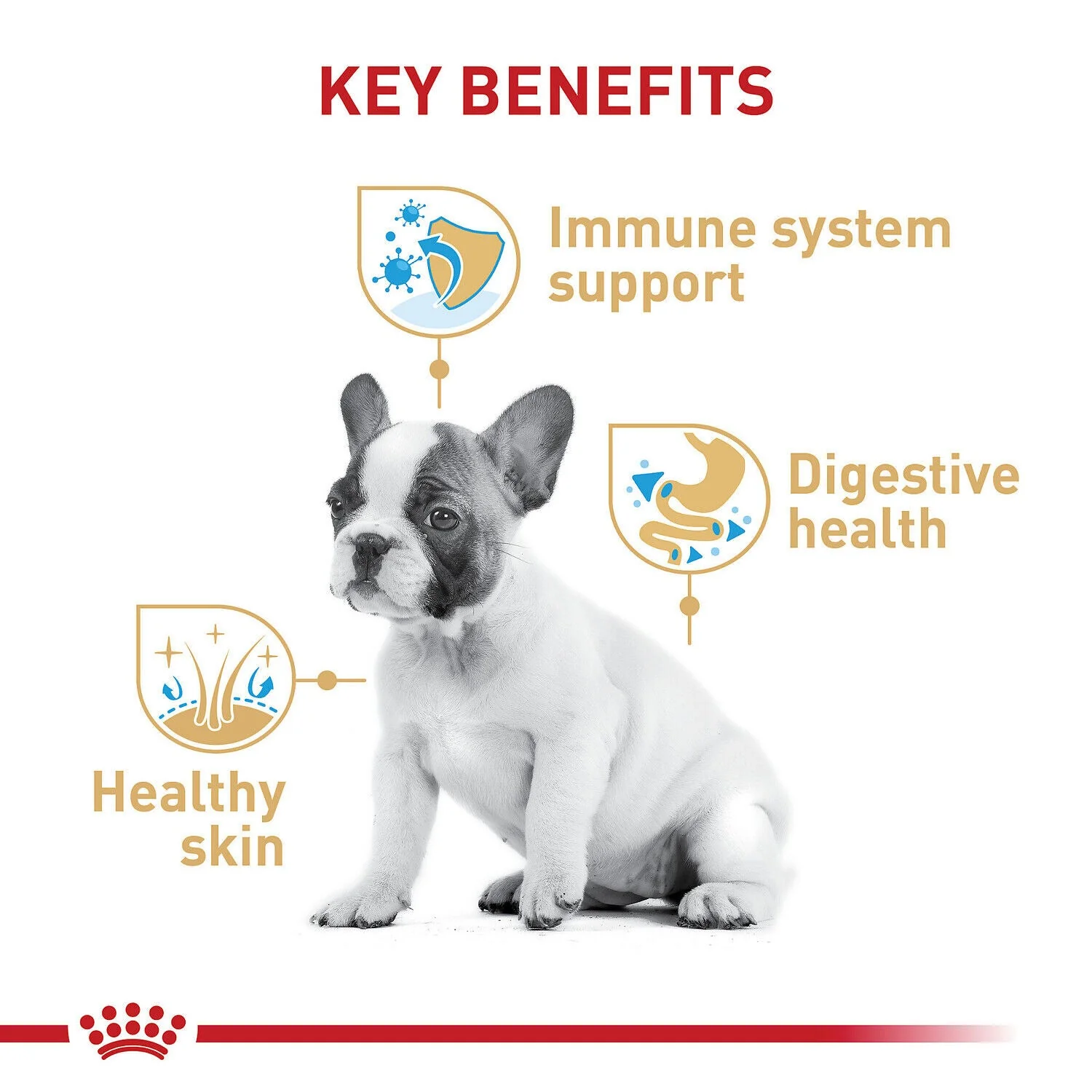 Royal Canin Breed Health Nutrition French Bulldog Puppy Dry Food - 3Kg - Image 3