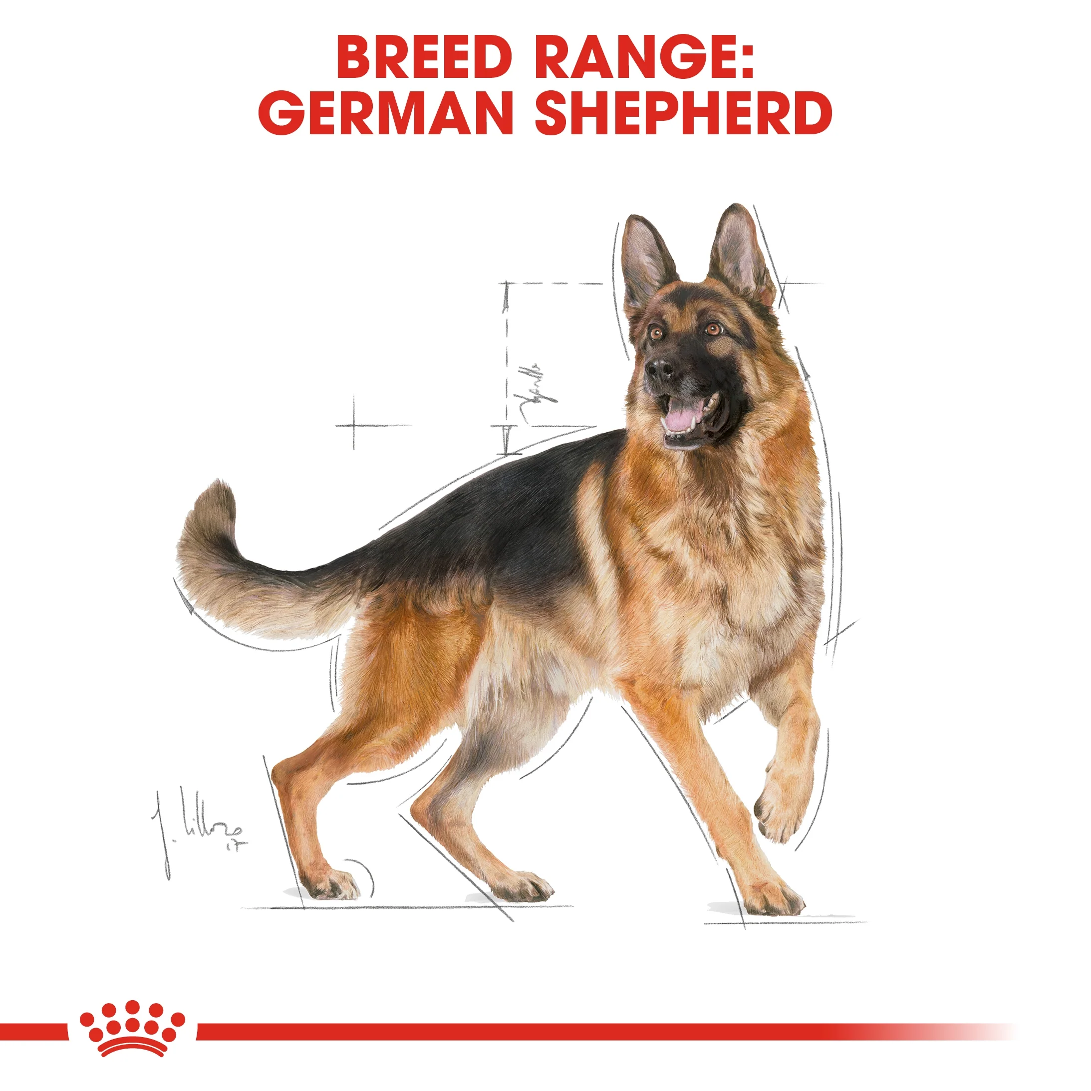 Royal Canin Breed Health Nutrition German Shepherd Adult Dry Food - 3kg - Image 5