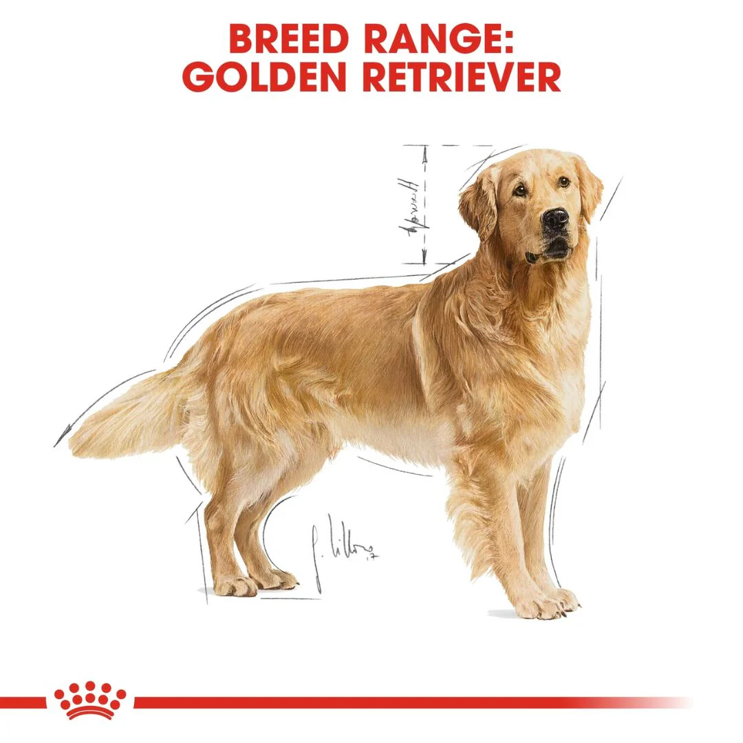 Royal Canin Breed Health Nutrition Golden Retriever Adult Dry Food - 12kg - Image 7