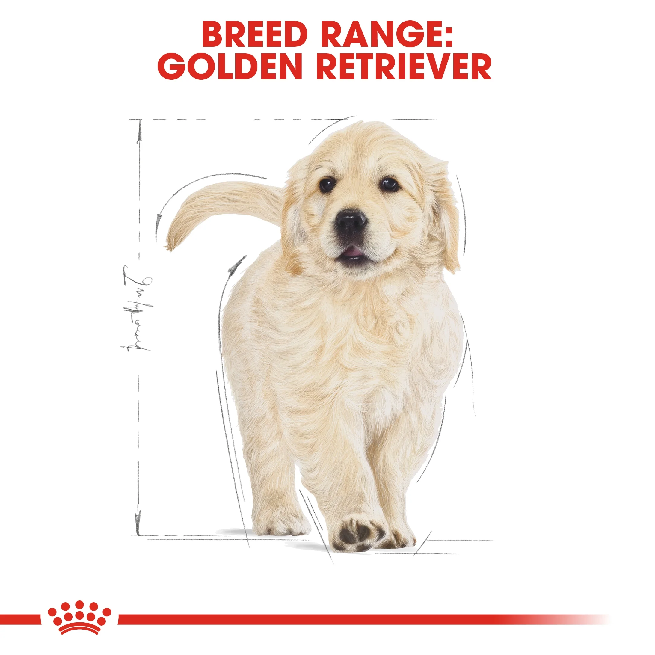 Royal Canin Breed Health Nutrition Golden Retriever Puppy Dry Food - 12kg - Image 5