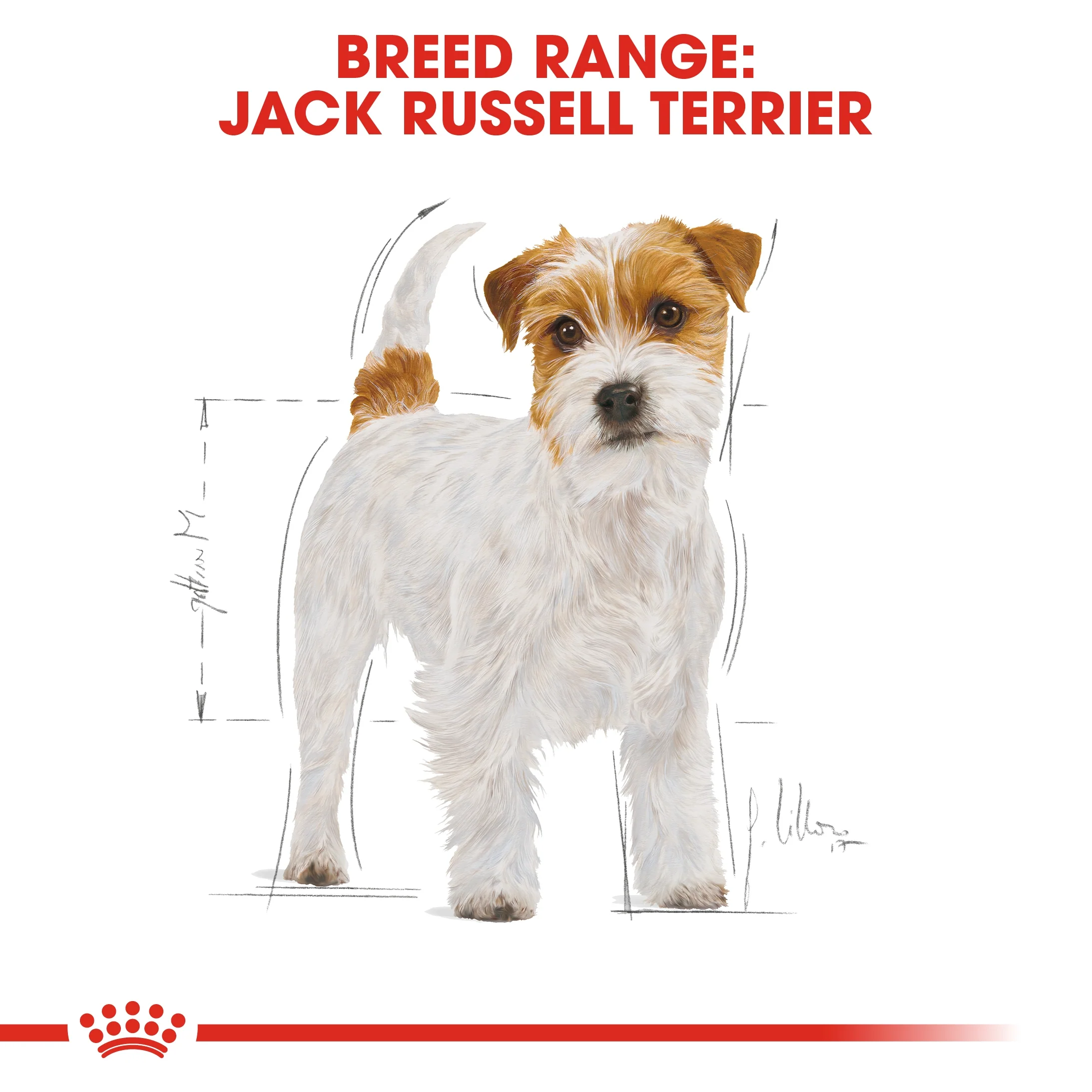 Royal Canin Breed Health Nutrition Jack Russell Adult Dry Food - 1.5kg - Image 3