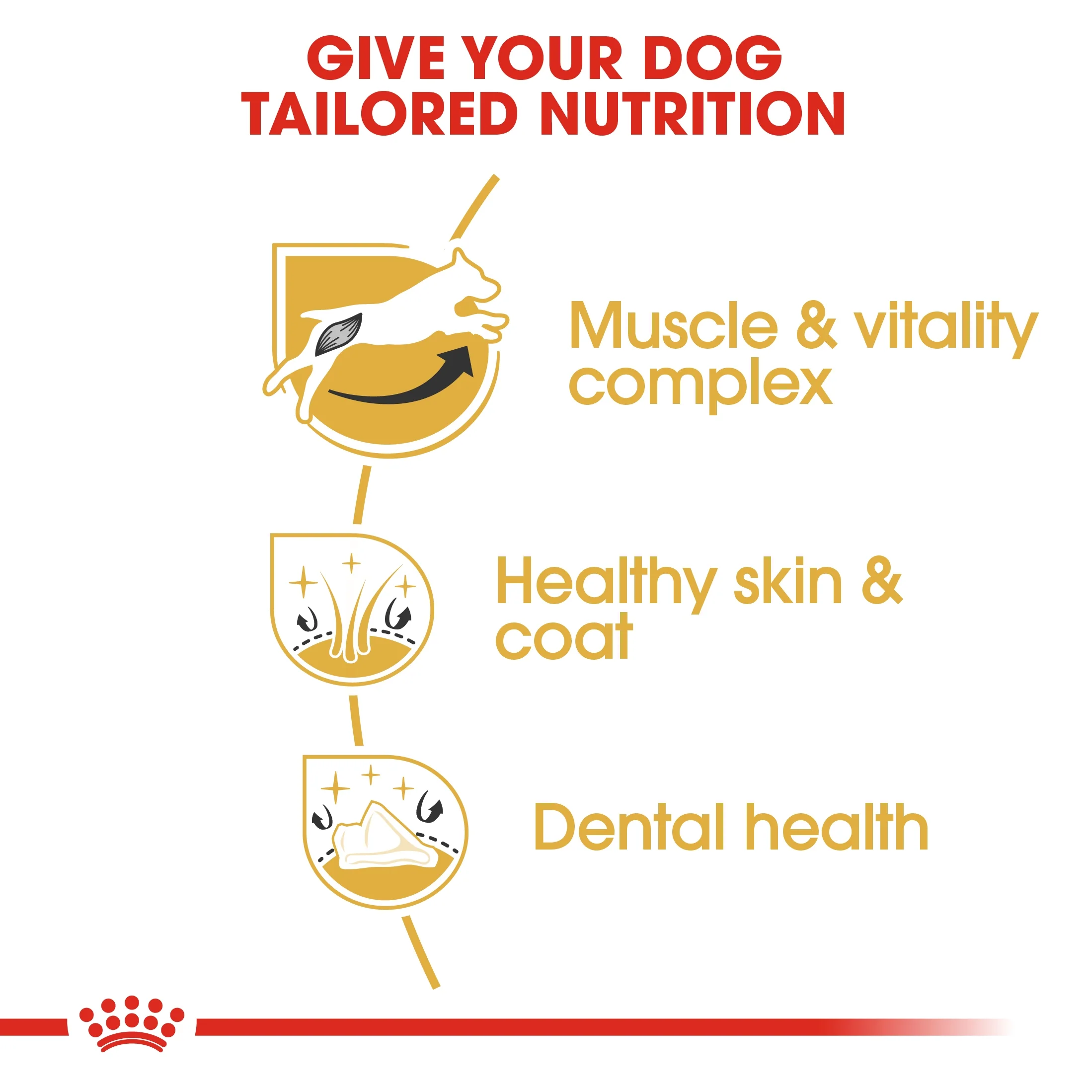 Royal Canin Breed Health Nutrition Jack Russell Adult Dry Food - 1.5kg - Image 5