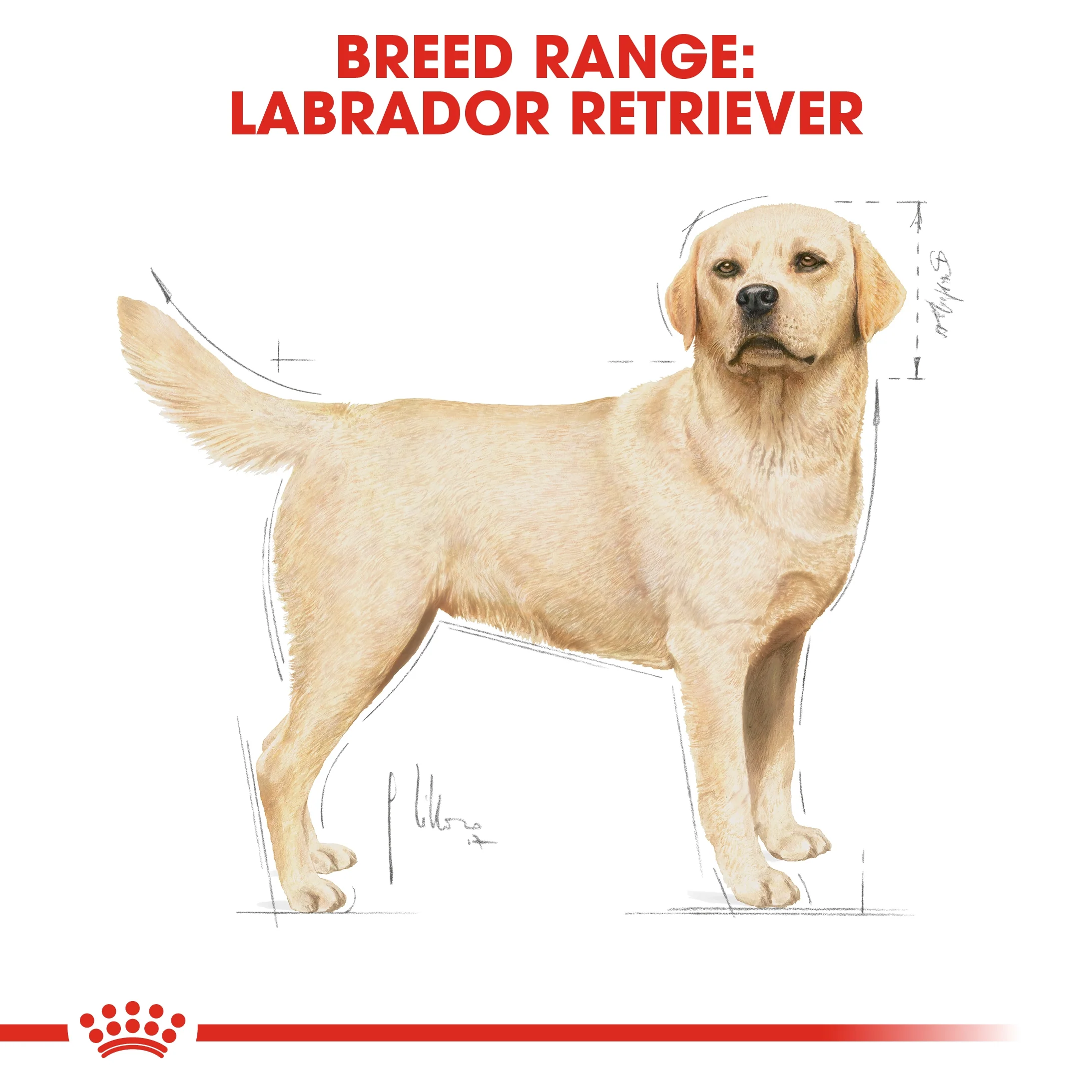 Royal Canin Breed Health Nutrition Labrador Adult Dry Food - 3kg - Image 6