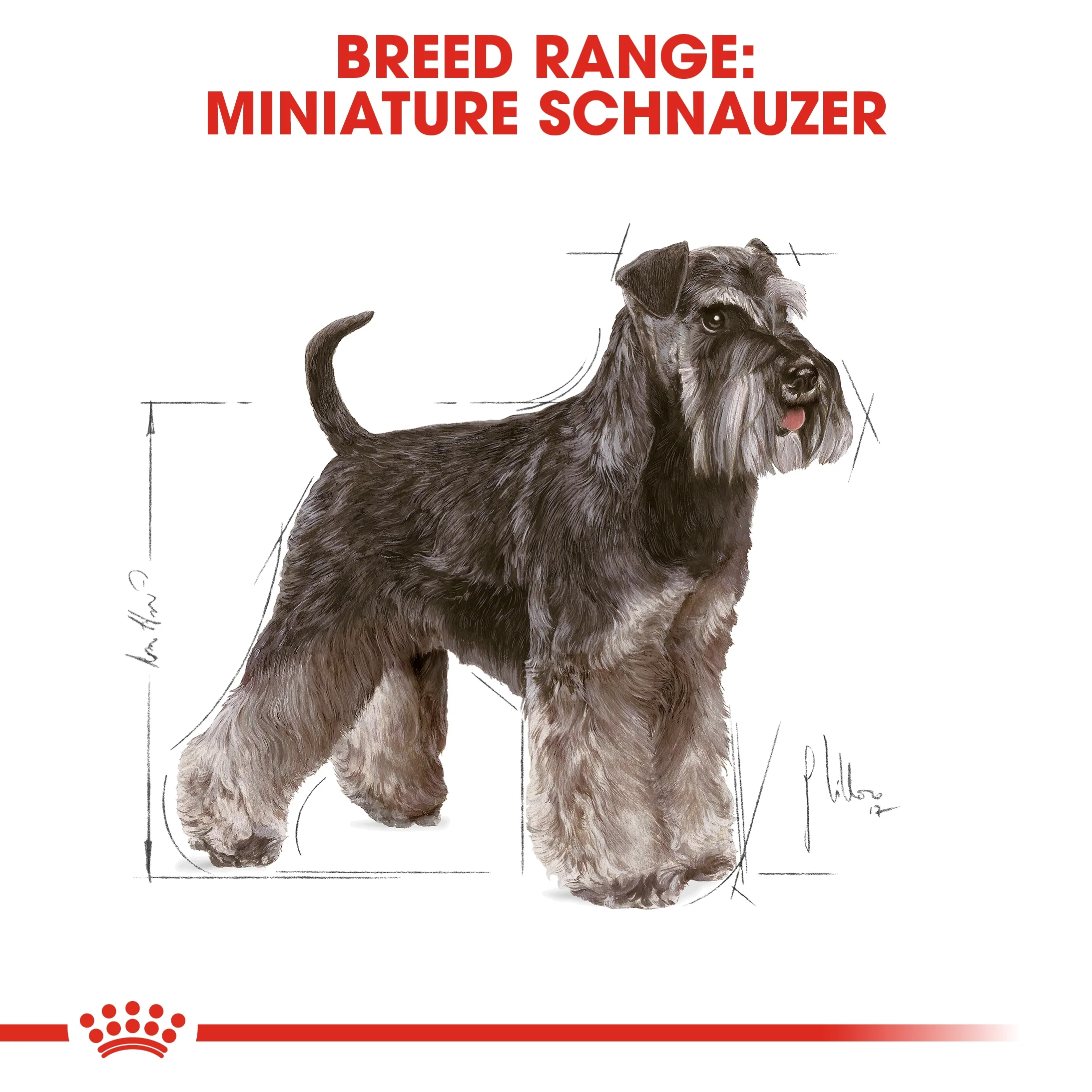 Royal Canin Breed Health Nutrition Miniature Schnauzer Dry Food - 3kg - Image 6