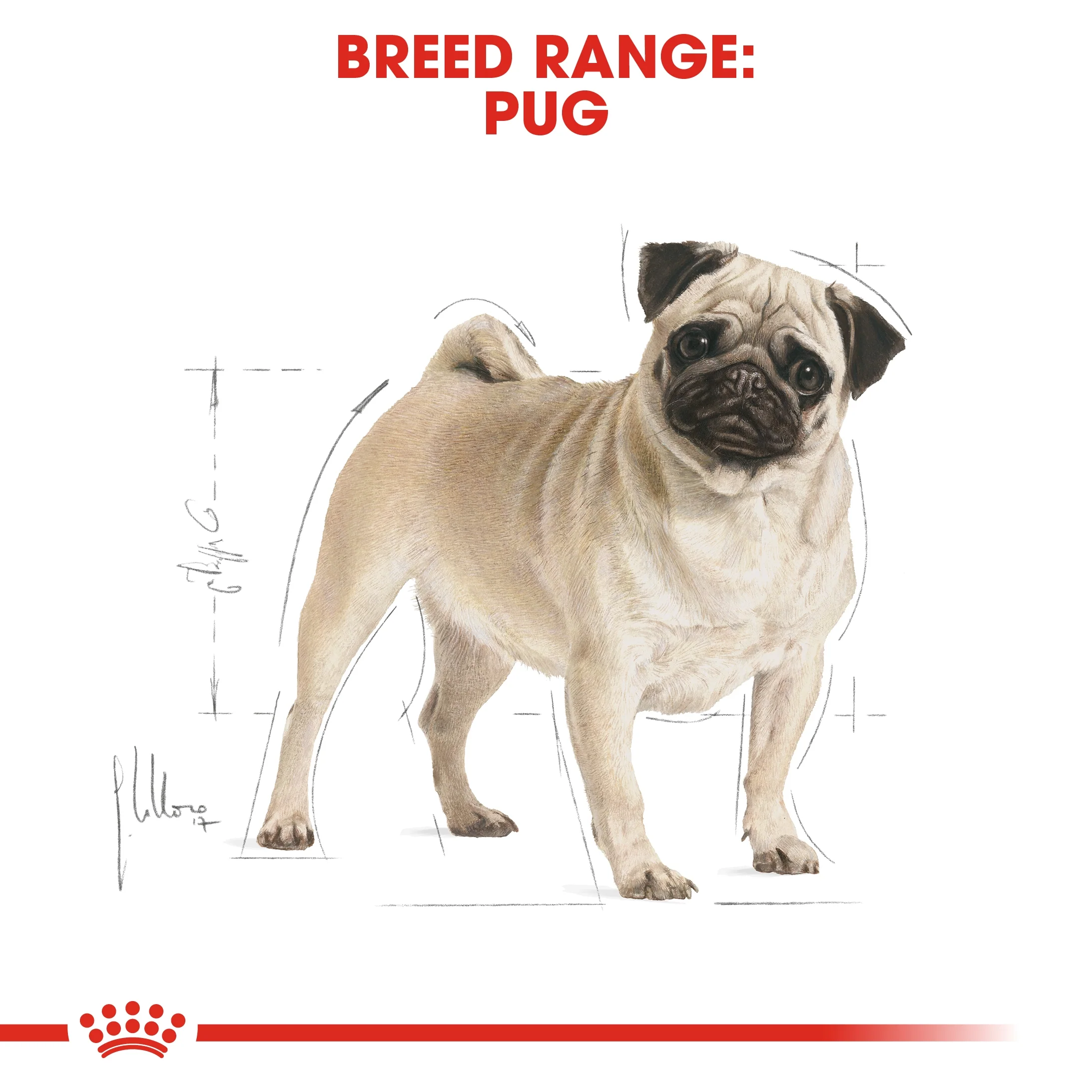 Royal Canin Breed Health Nutrition Pug Adult Dry Food - 1.5kg - Image 5