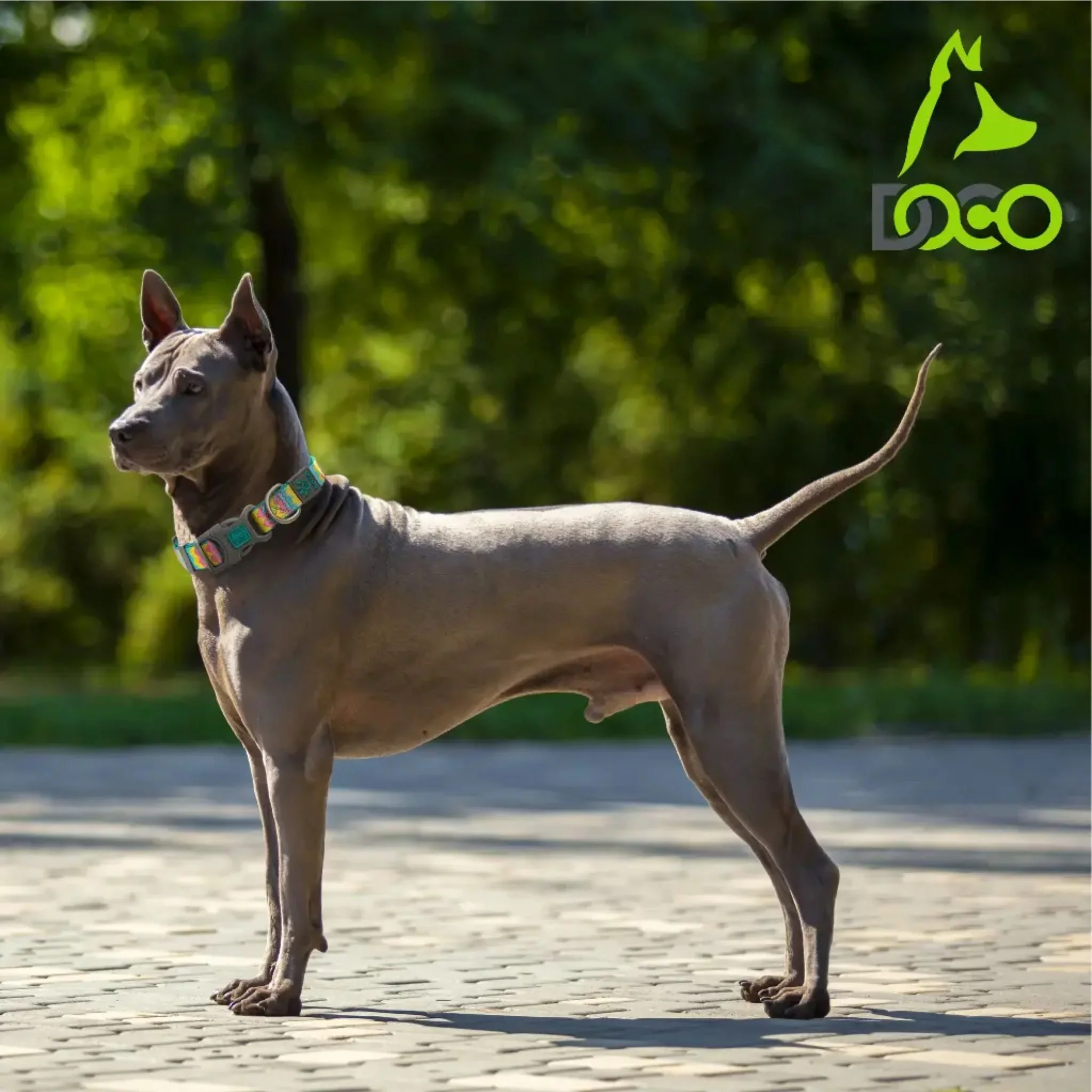 Doco Jacquard Weave Dog Collar D6 -2.5x34-51cm - Image 6