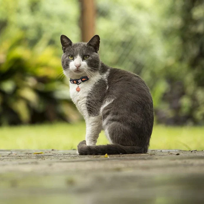 DOCO Reflective Cat Collar Blue - Image 7