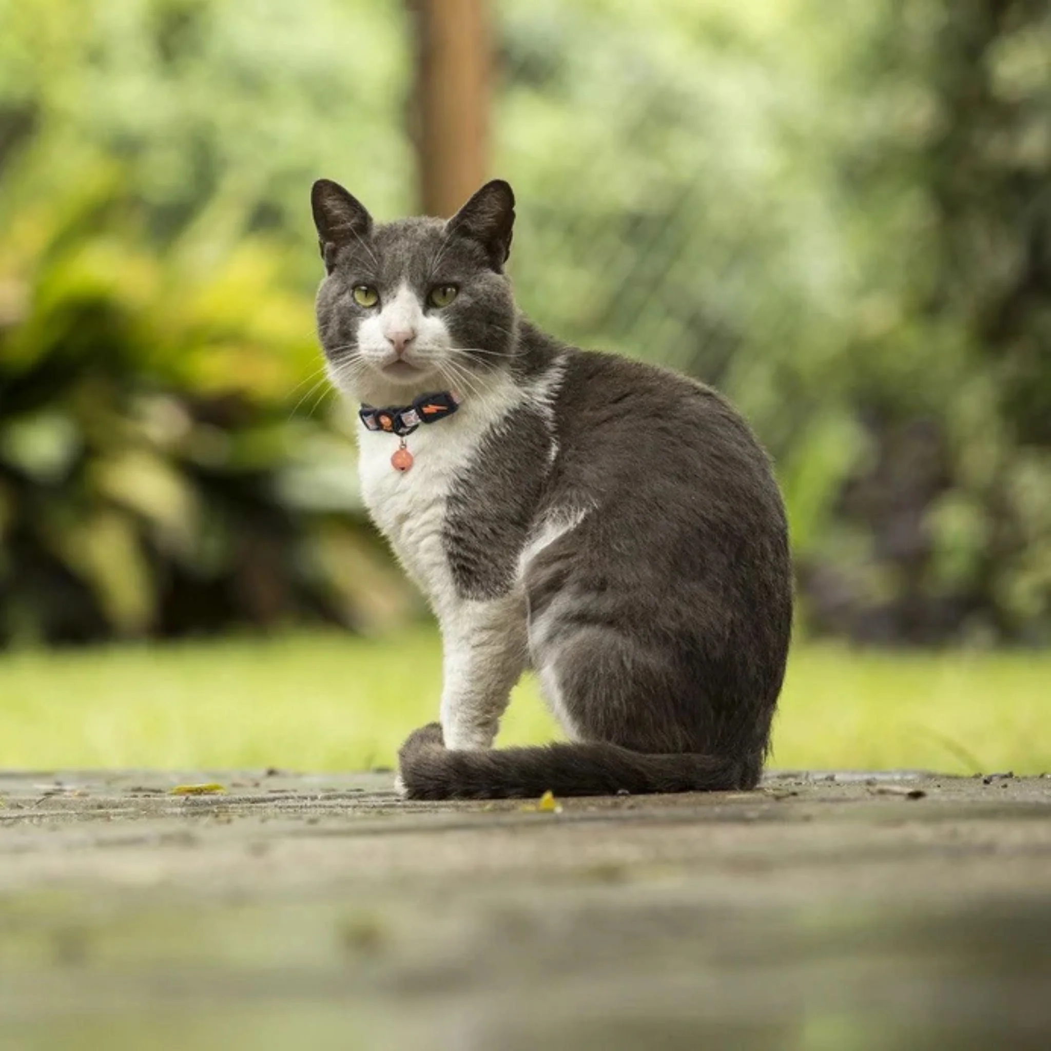 Doco Reflective Cat Collar DCAT011 - Pink/XS - Image 6