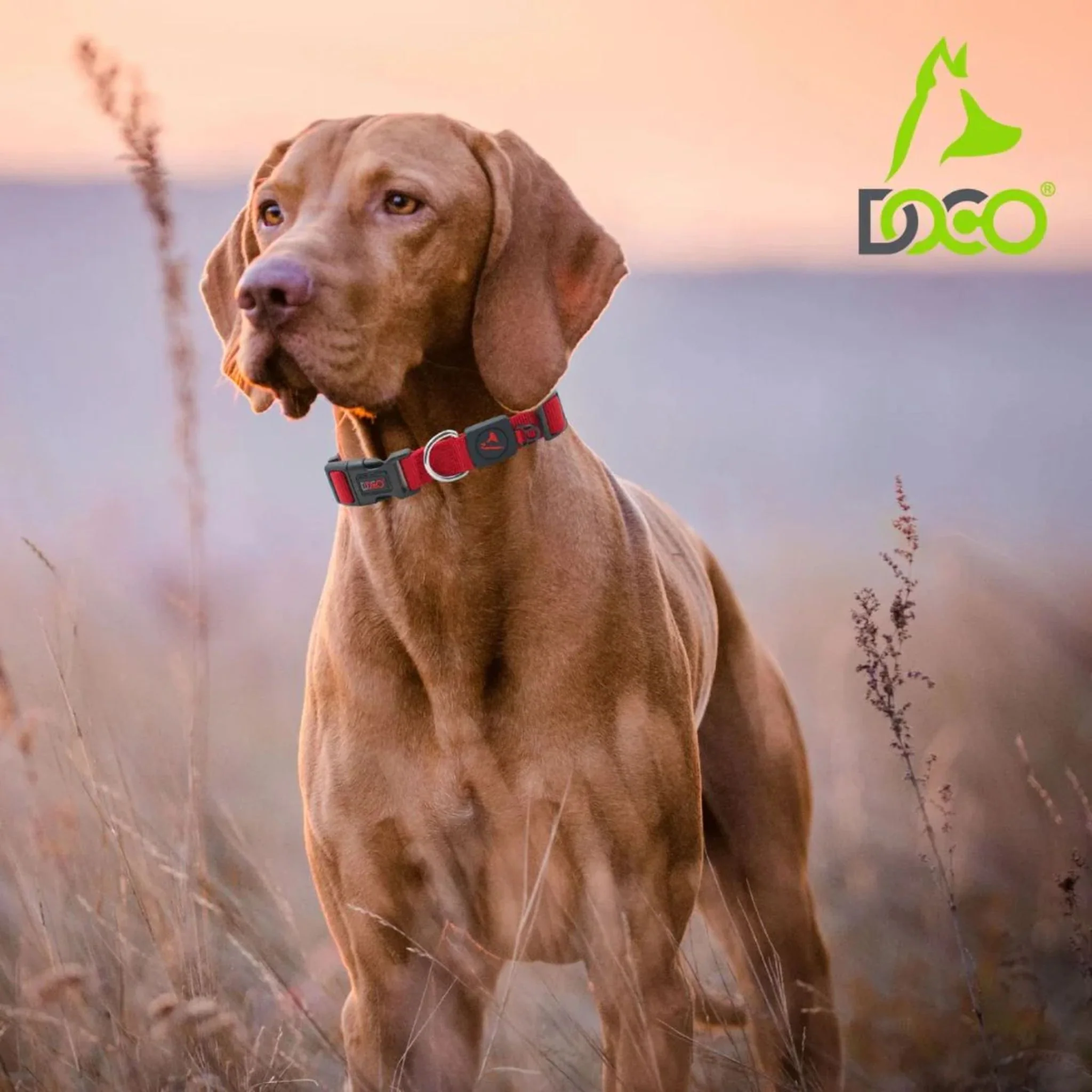 Doco Signature Nylon Adjustable Dog Collar - Image 9