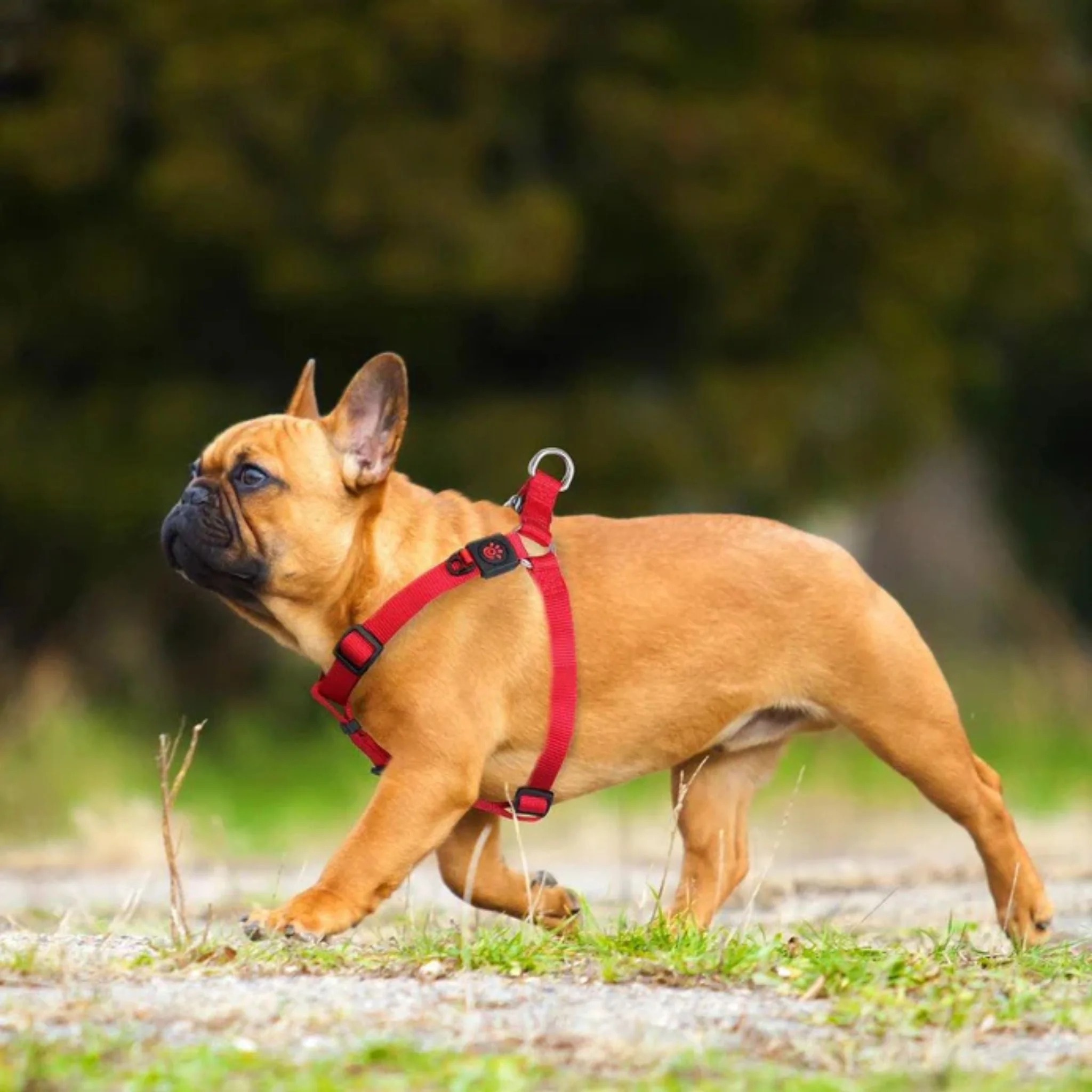 Doco Signature Step-In Dog Harness Comfortable Harness - Image 9