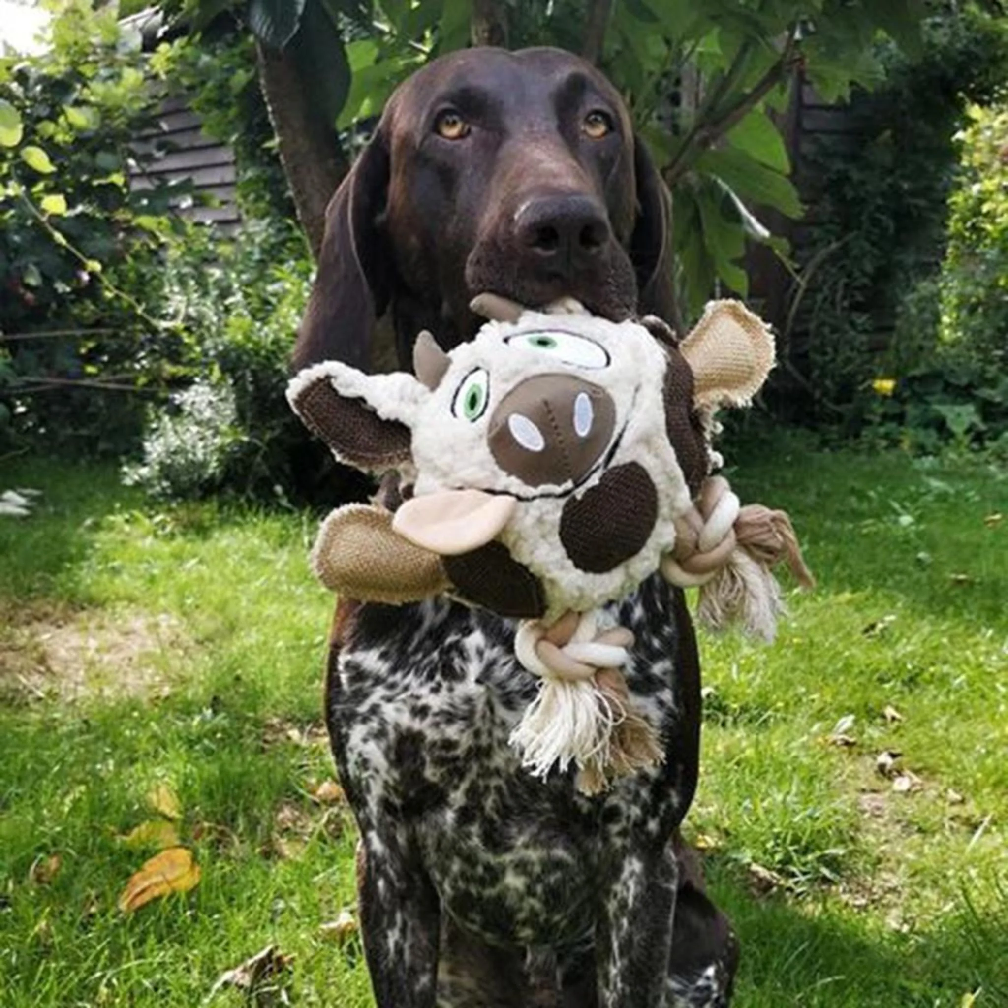 Duvo+ Canvas Cow Plush Dog Toy - Image 3