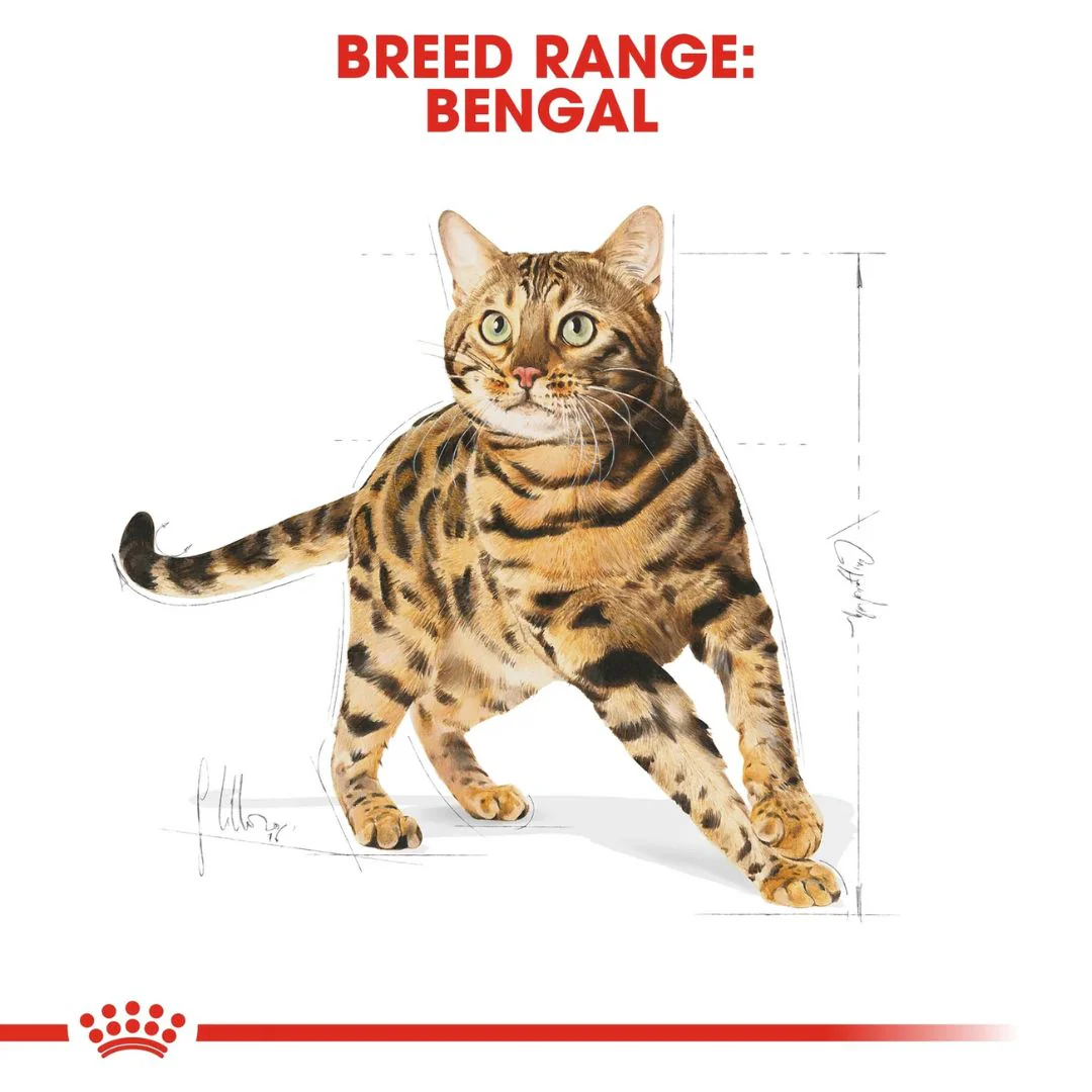 Royal Canin Feline Breed Nutrition Bengal Adult Cat Dry Food - 2kg - Image 4