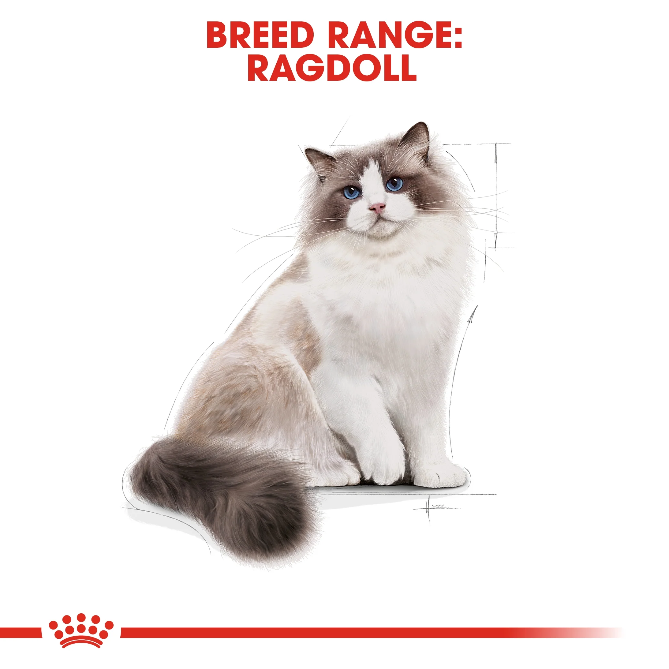 Royal Canin Feline Breed Nutrition Ragdoll Adult Cat Dry Food - 2kg - Image 3