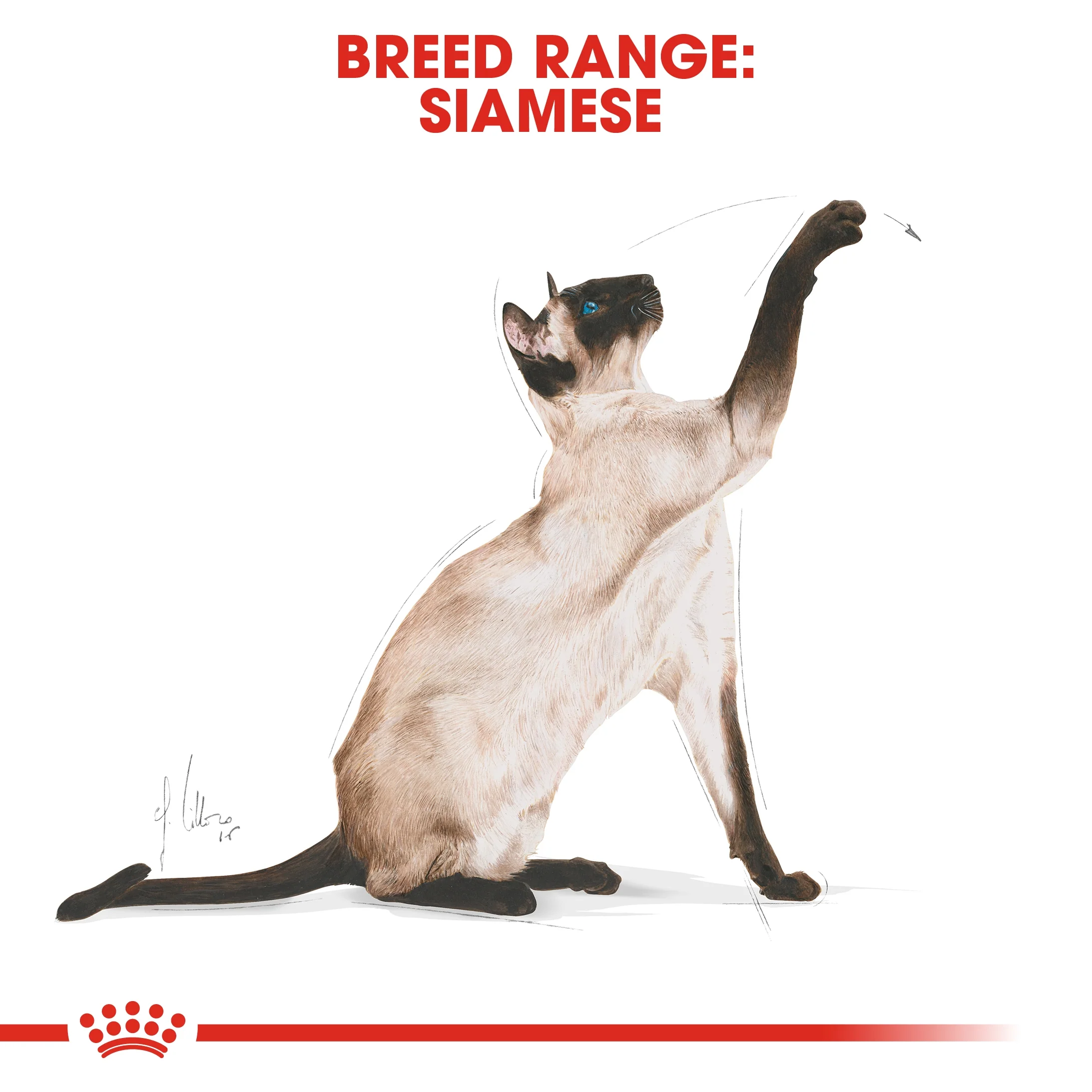 Royal Canin Feline Breed Nutrition Siamese Adult Cat Dry Food - 2kg - Image 5
