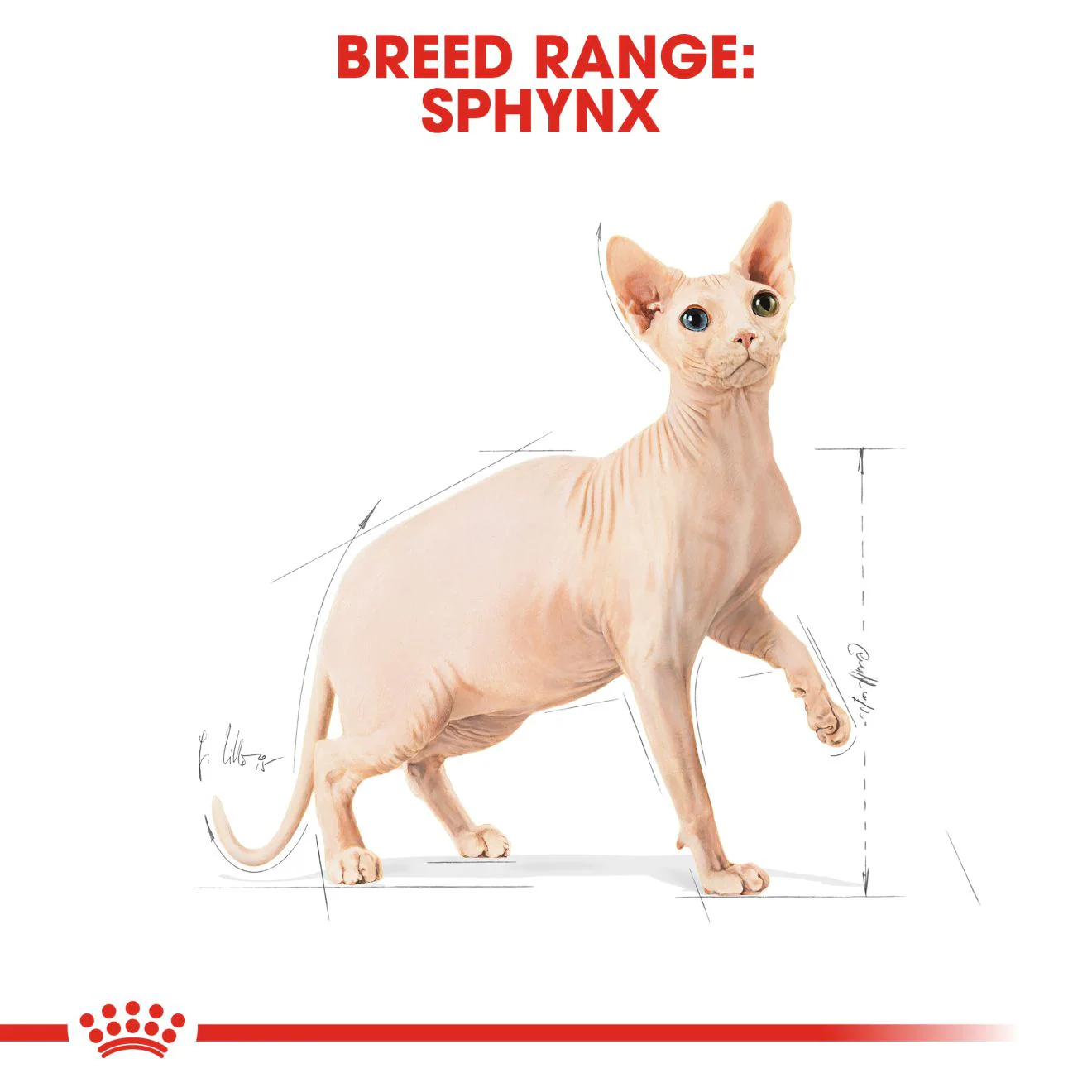 Royal Canin Feline Breed Nutrition Sphynx Adult Cat Dry Food - 2kg - Image 3