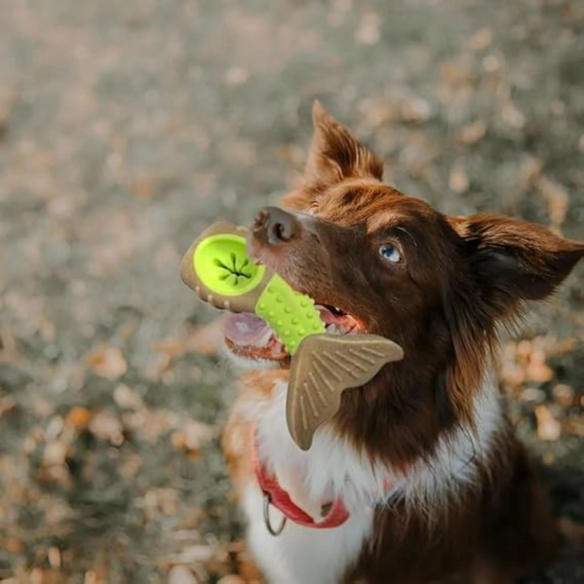 Pado Fish Tail Tougher Dog Toy - 14x9x4.5cm - Image 3