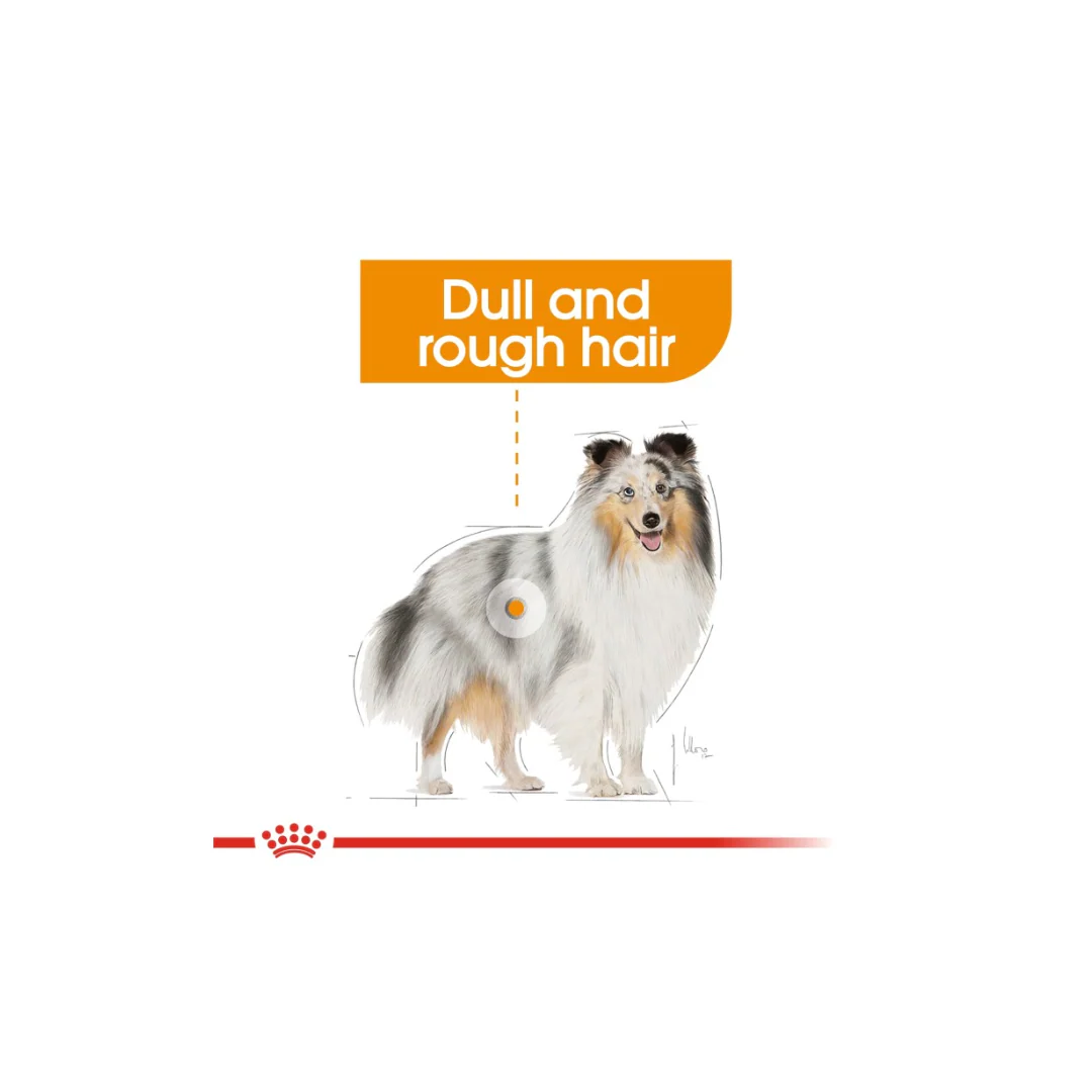 Royal Canin Nutrition Coat Care Dog Wet Food Box - 12x85g - Image 6