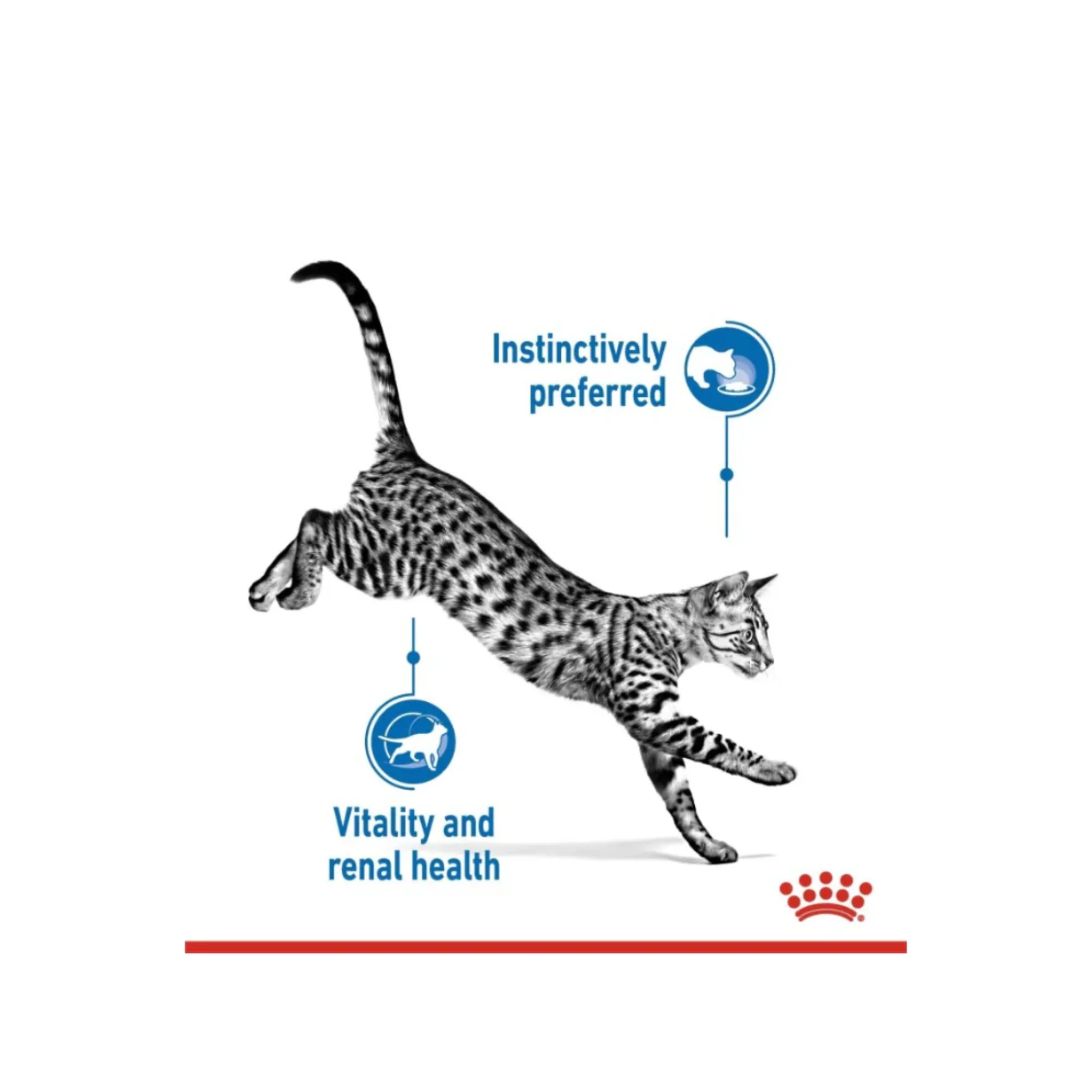 Royal Canin Feline Health Nutrition Indoor Gravy 7+ Cat Wet Food - 12X85G - Image 5