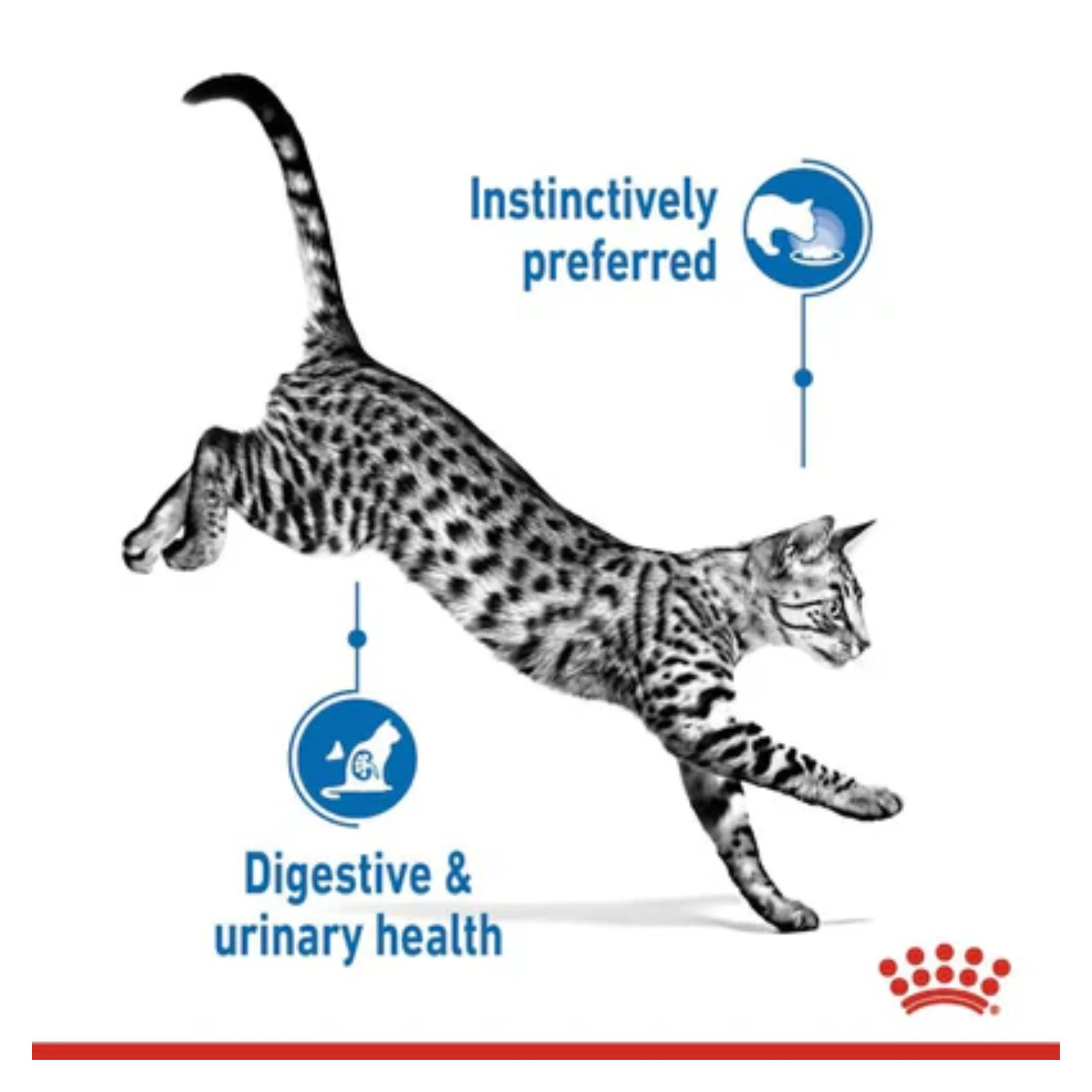 Royal Canin Feline Health Nutrition Indoor Gravy Cat Wet Food - 85G - Image 5