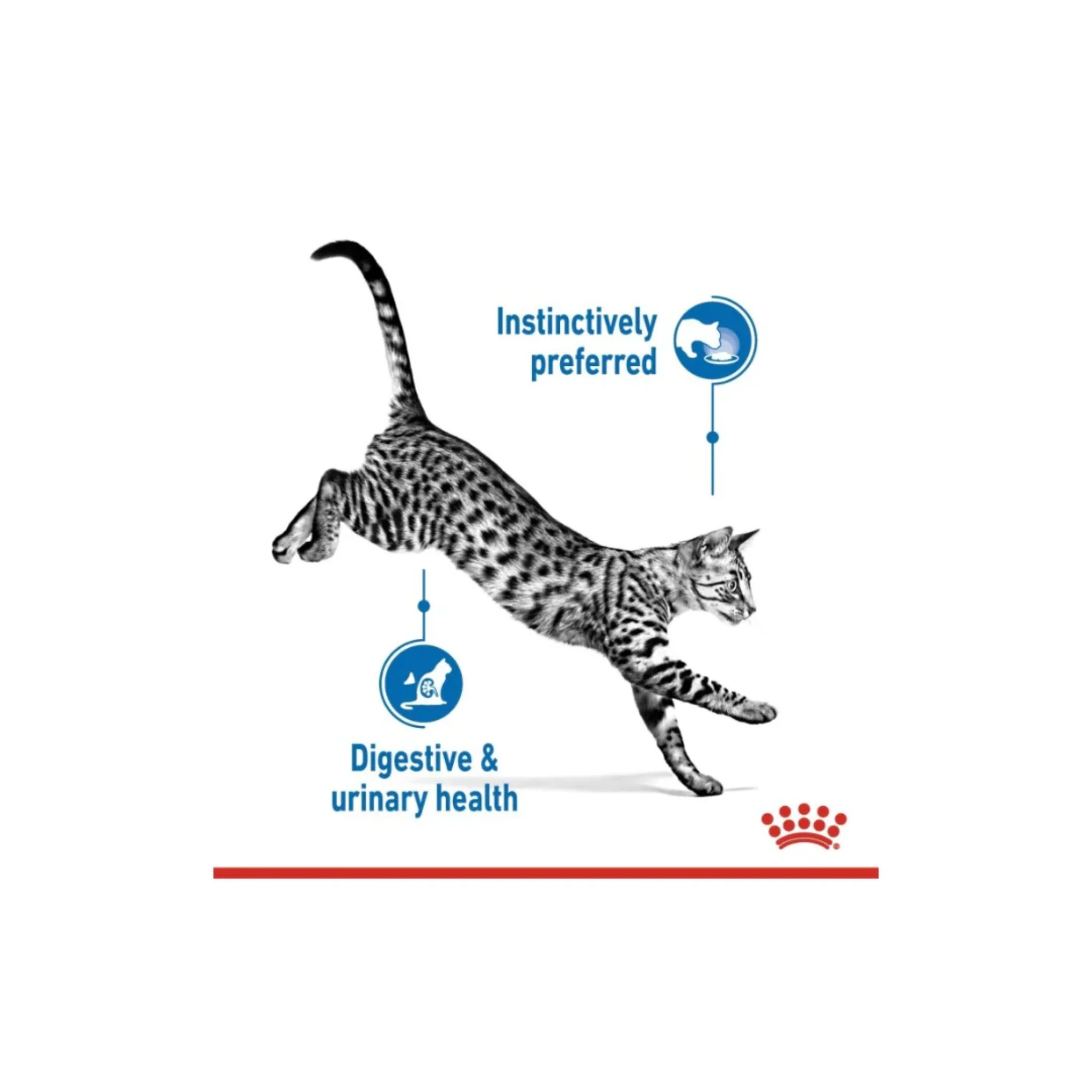 Royal Canin Feline Health Nutrition Indoor Jelly Cat Wet Food - 85G - Image 4