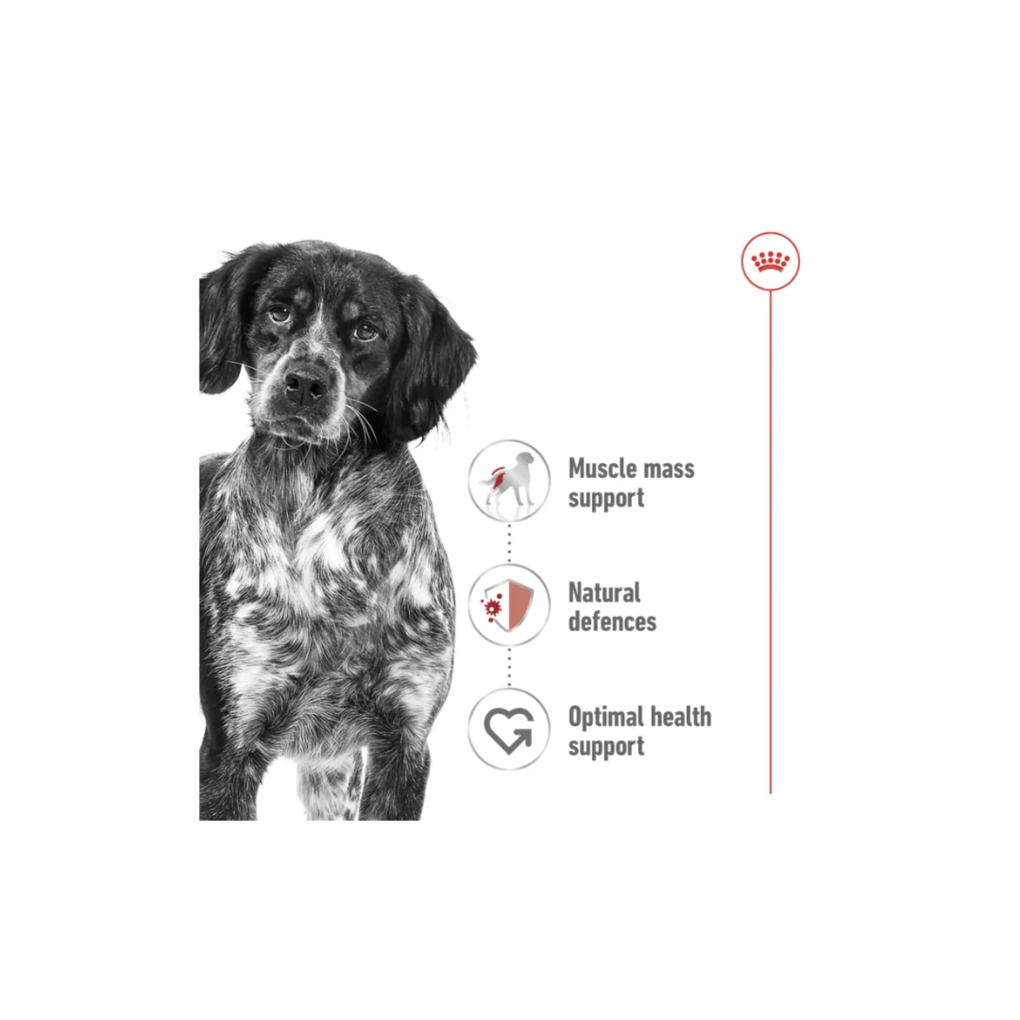 Royal Canin Health Nutrition Medium Adult Dog Wet Food - 10x140g - Image 5