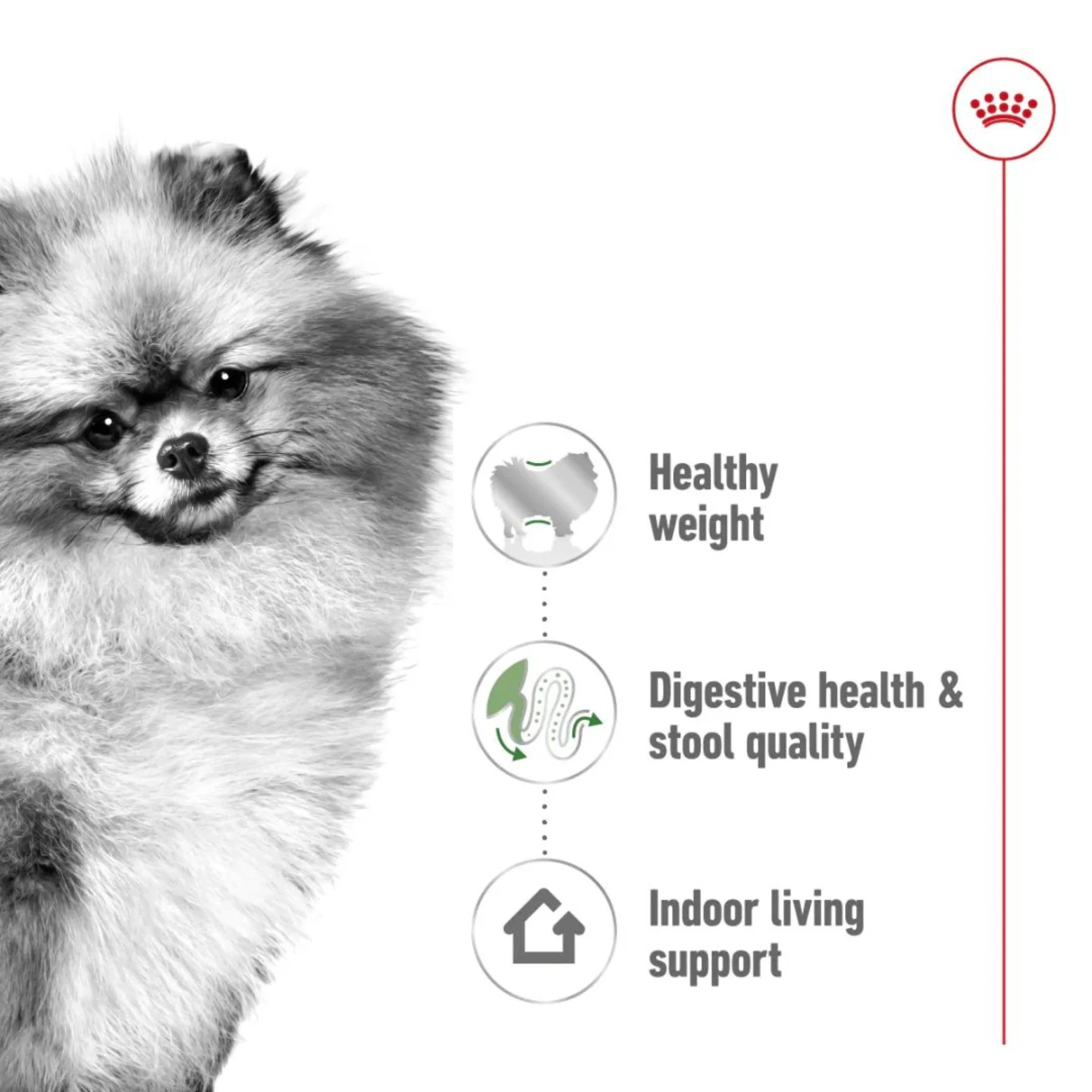 Royal Canin Size Health Mini Indoor Adult Dry Dog Food - 1.5kg - Image 3