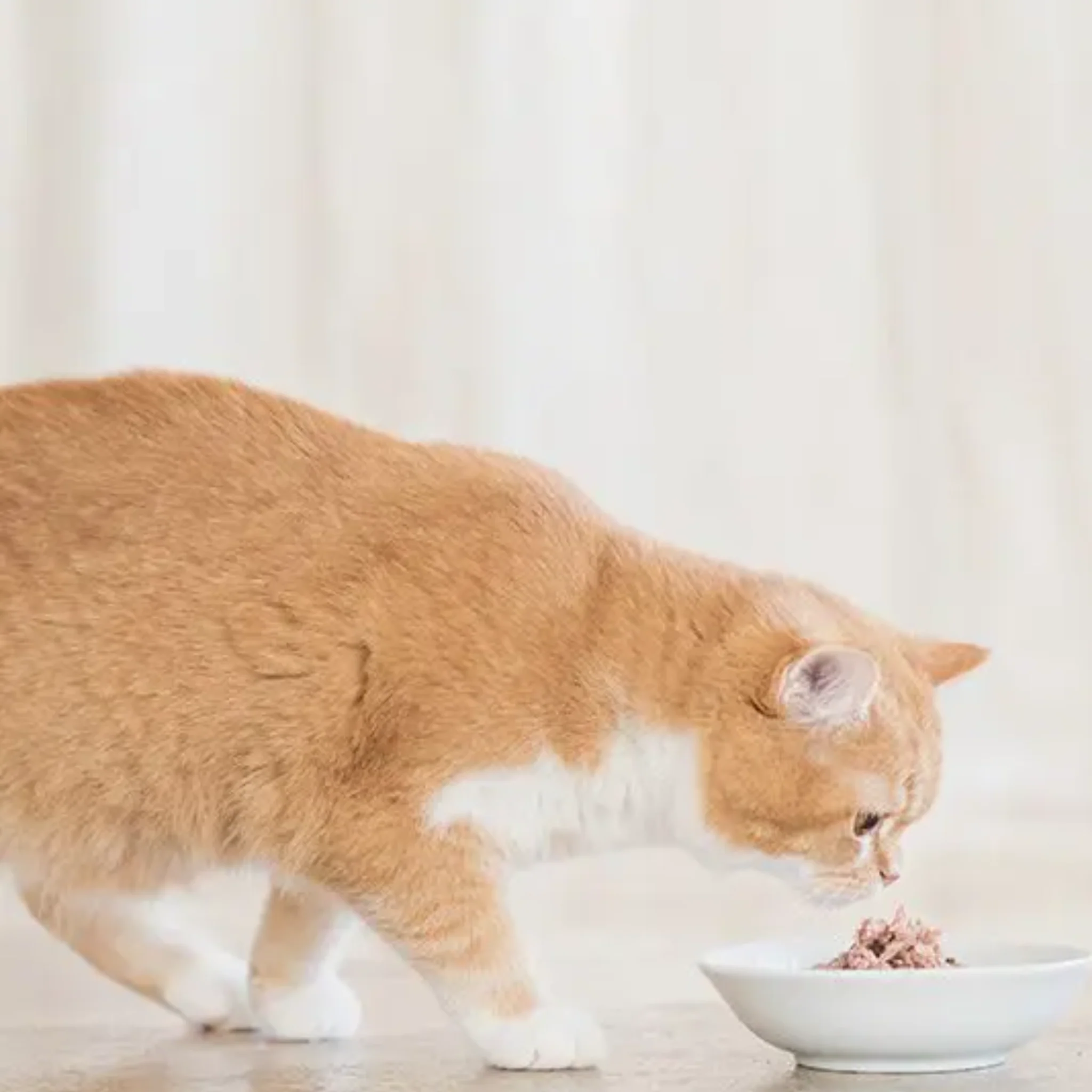 Schesir Cat Wet Food Tuna - 50G - Image 3