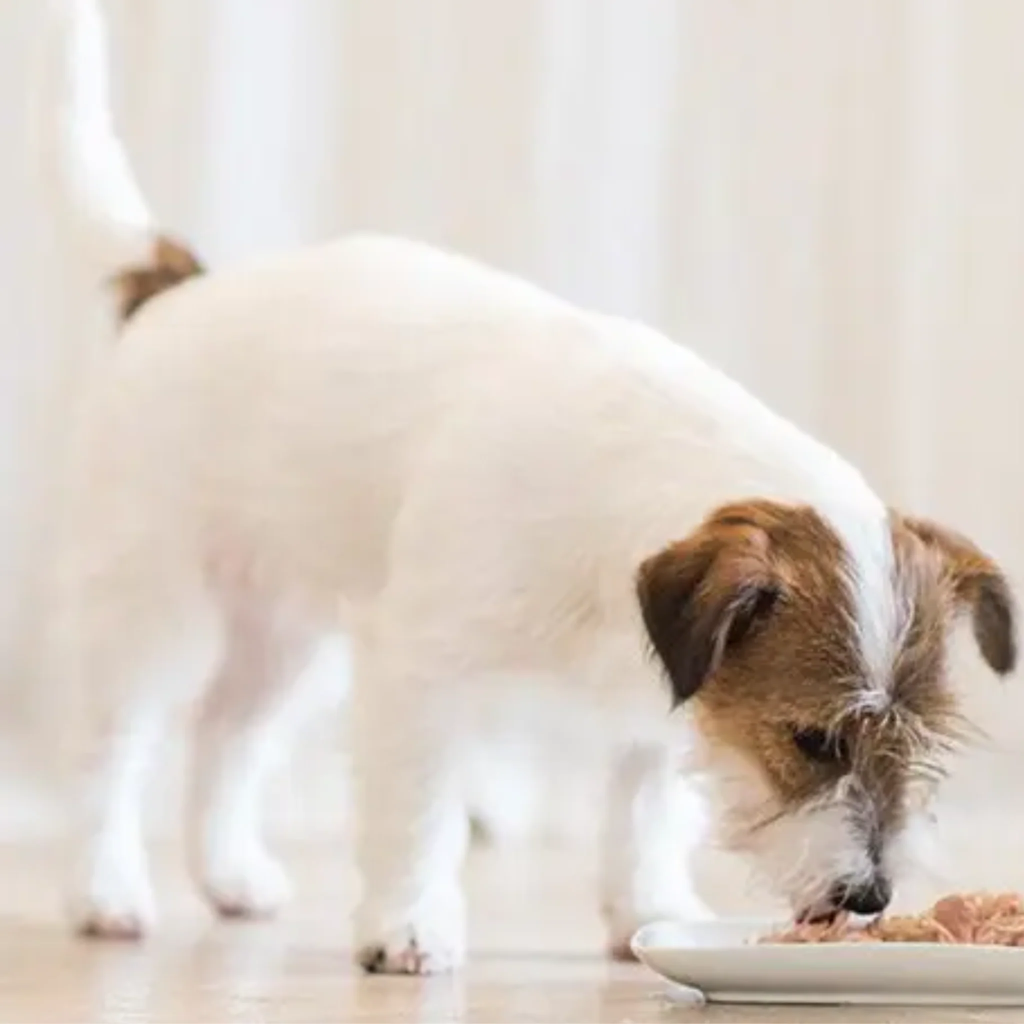 Schesir Dog Wet Food Chicken Fillets With Aloe - 150G - Image 4
