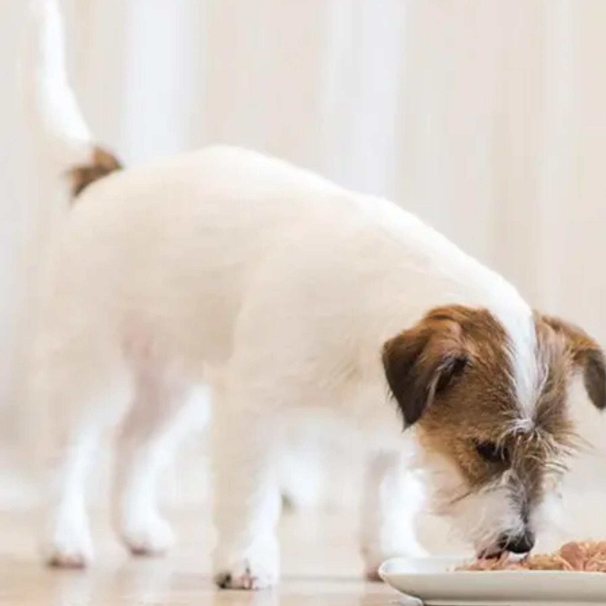 Schesir Dog Wet Food Chicken Fillets With Apple - 150G - Image 3
