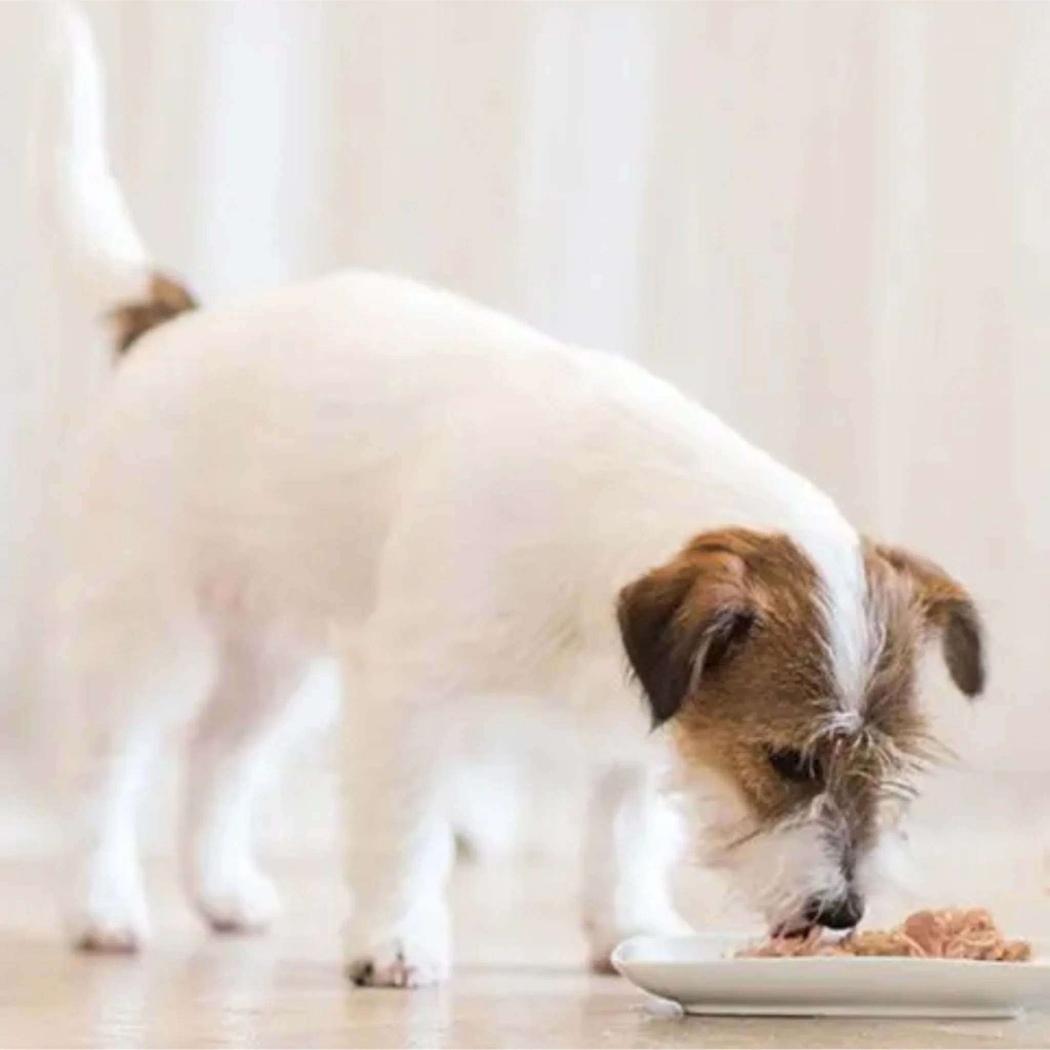 Schesir Dog Wet Food Chicken Fillets With Lamb - 340G - Image 3