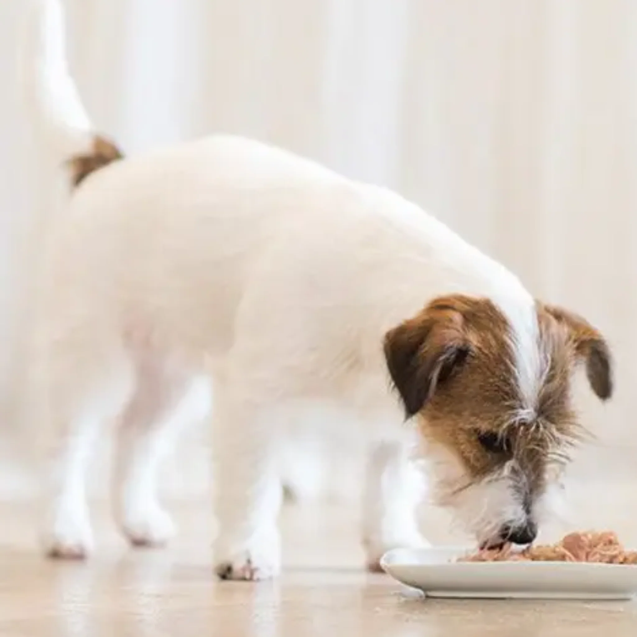 Schesir Dog Wet Food Chicken With Lamb - 85G - Image 3