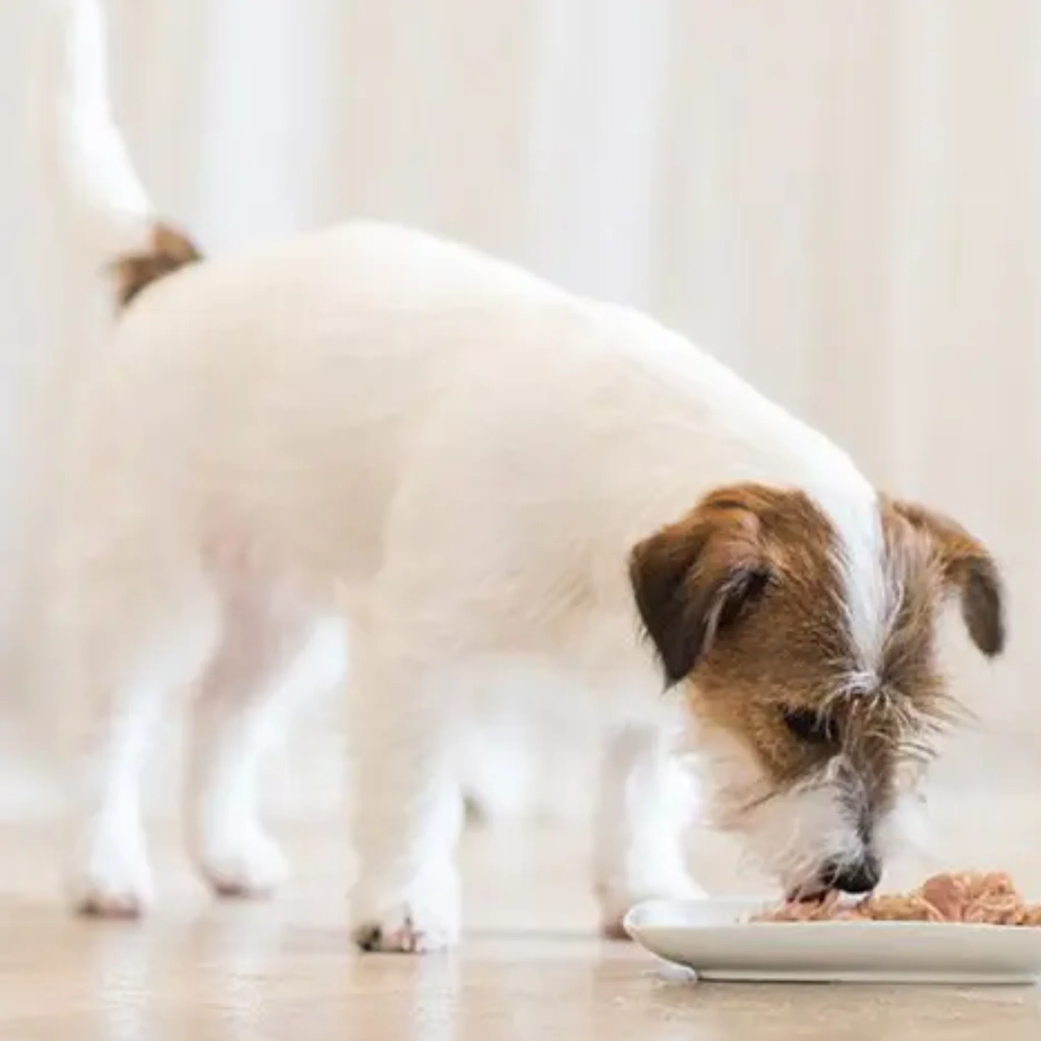 Schesir Dog Wet Food Chicken Natural Style - 85G - Image 3