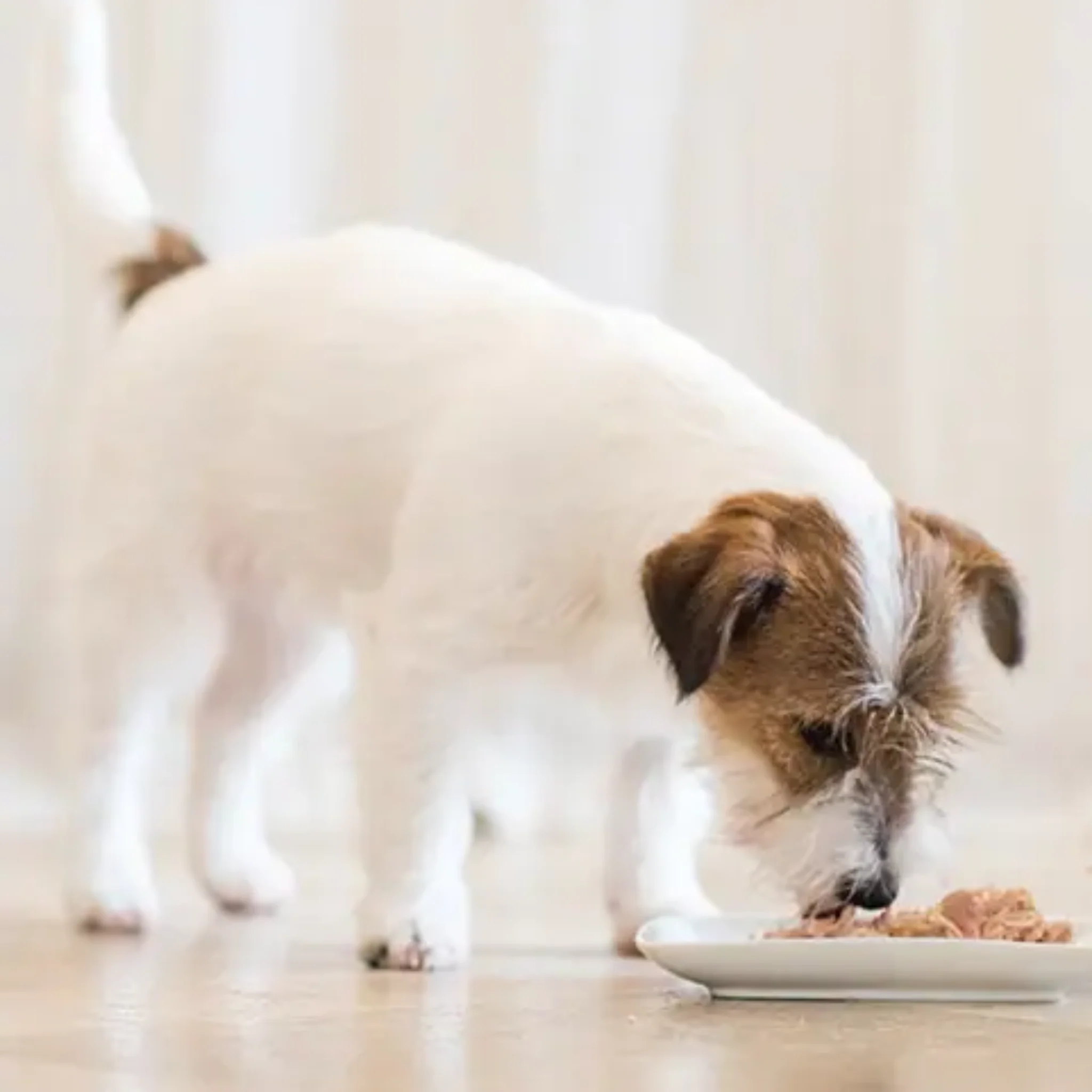 Schesir Puppy Wet Food Tuna & Aloe - 150G - Image 3