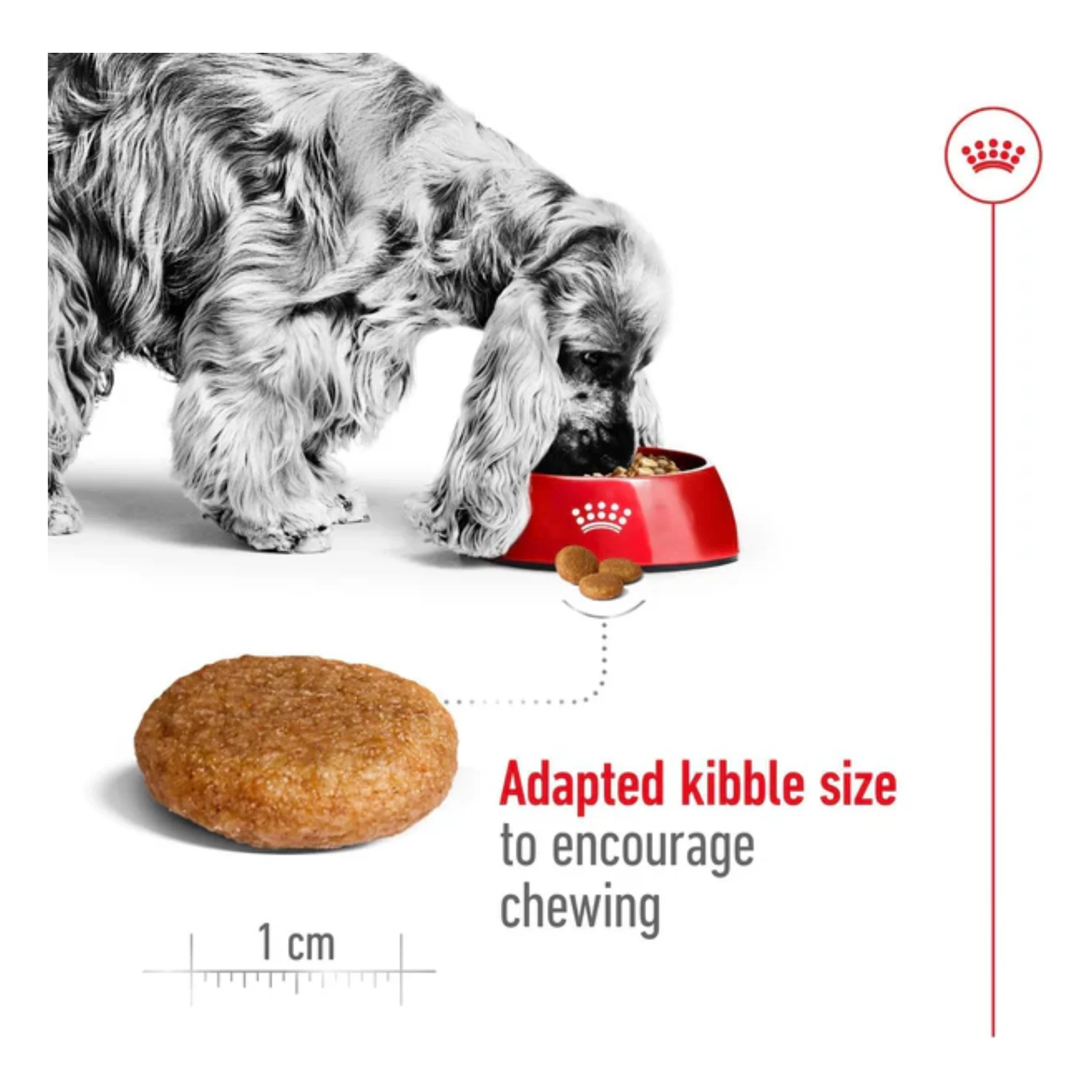 Royal Canin Medium Adult Healthy Dog Food - Image 5