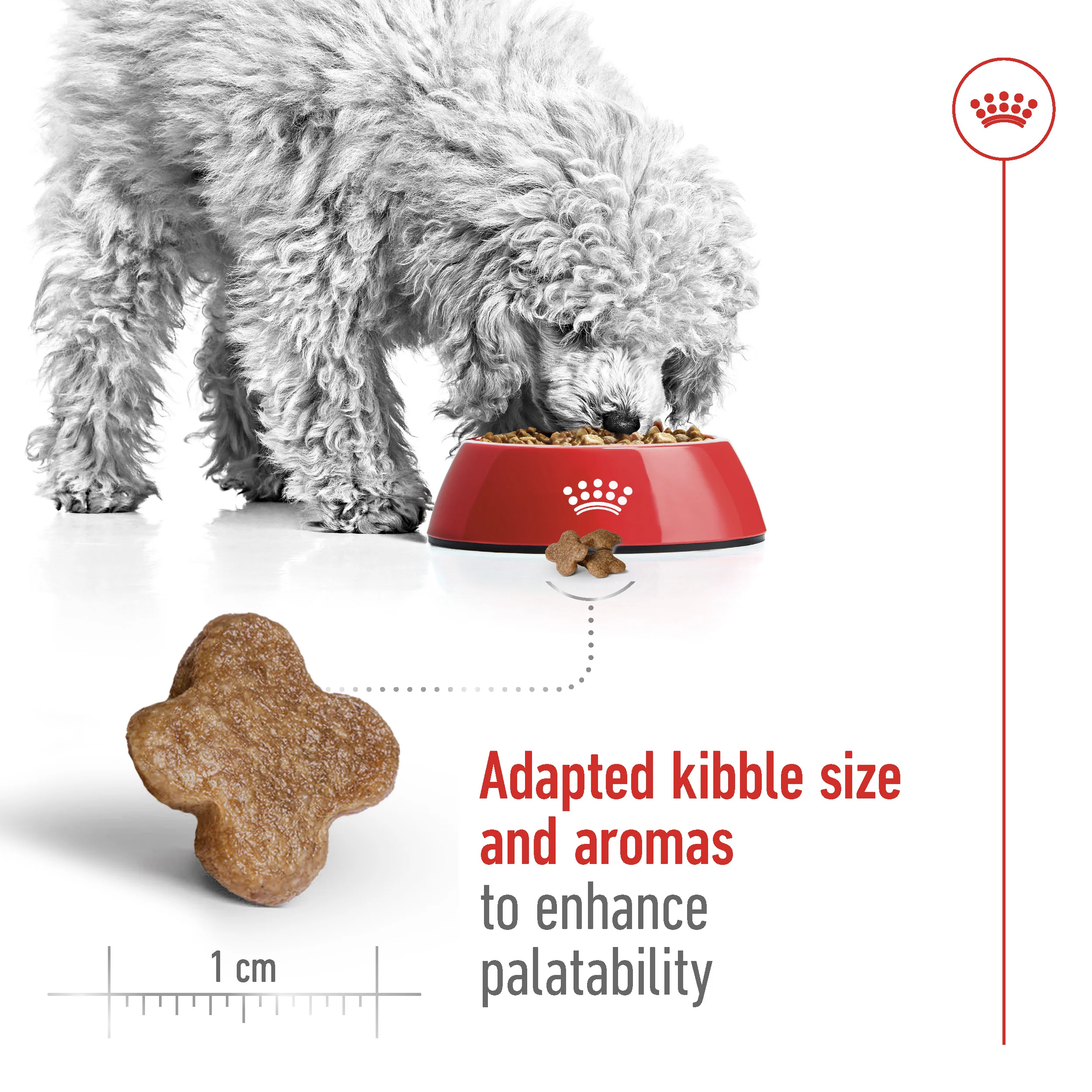 Royal Canin Size Health Mini Adult 8+ Dog Food - 2kg - Image 5