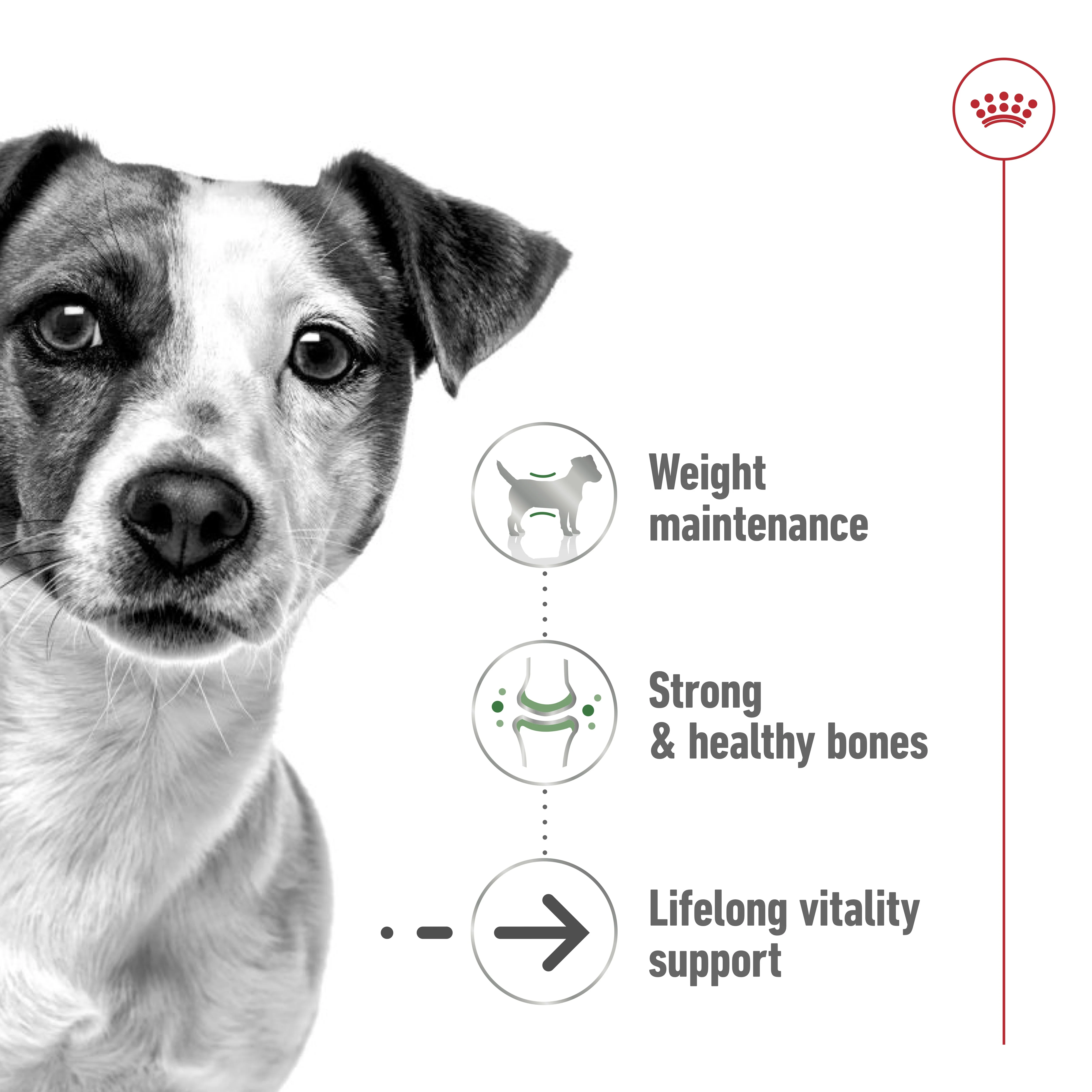 Royal Canin Size Health Mini Ageing 12+Dry Dog Food - 1.5kg - Image 3