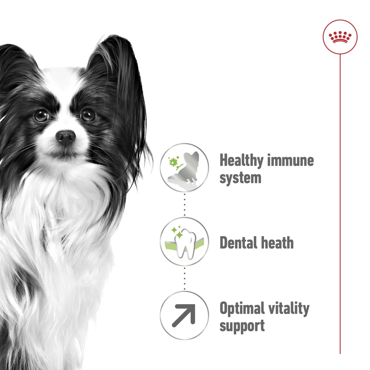 Royal Canin Size Health XS Adult 8+Dry Dog Food - 1.5kg - Image 3