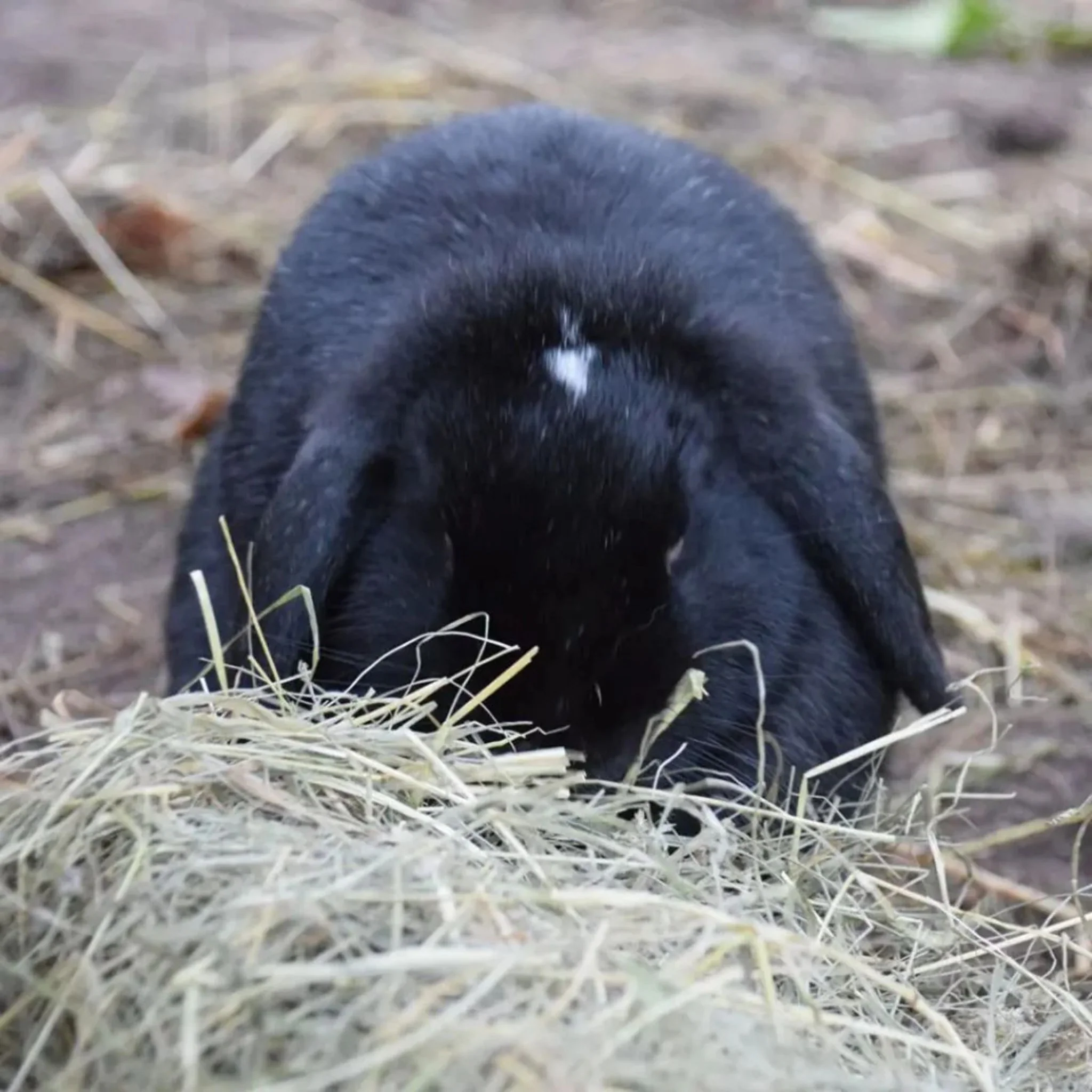 Witte Molen Puur Timothy Hay Premium Forage – 500g - Image 3